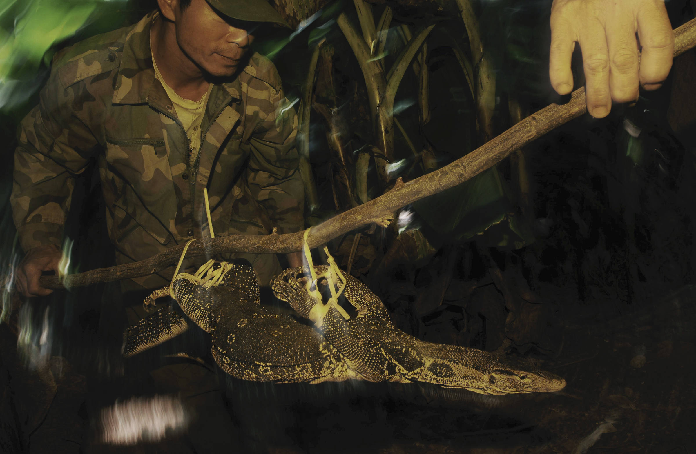 Wildlife traders carry a captured water monitor out of the forest. Water monitors and Hainan gibbons are just two of many species that were routinely hunted in the region prior to the establishment of Bawangling National Nature Reserve. Photograph by Shibai Xiao