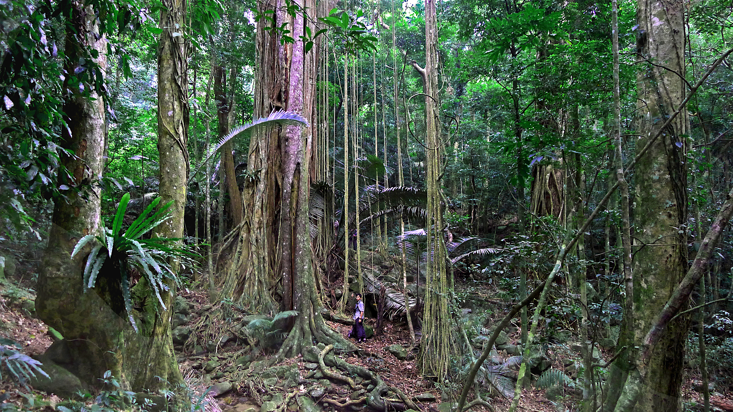 Biologist Bosco Chan stands in an old-growth section of forest in the Hainan Bawangling National Nature Reserve. Photograph courtesy of Kadoorie Farm & Botanic Garden