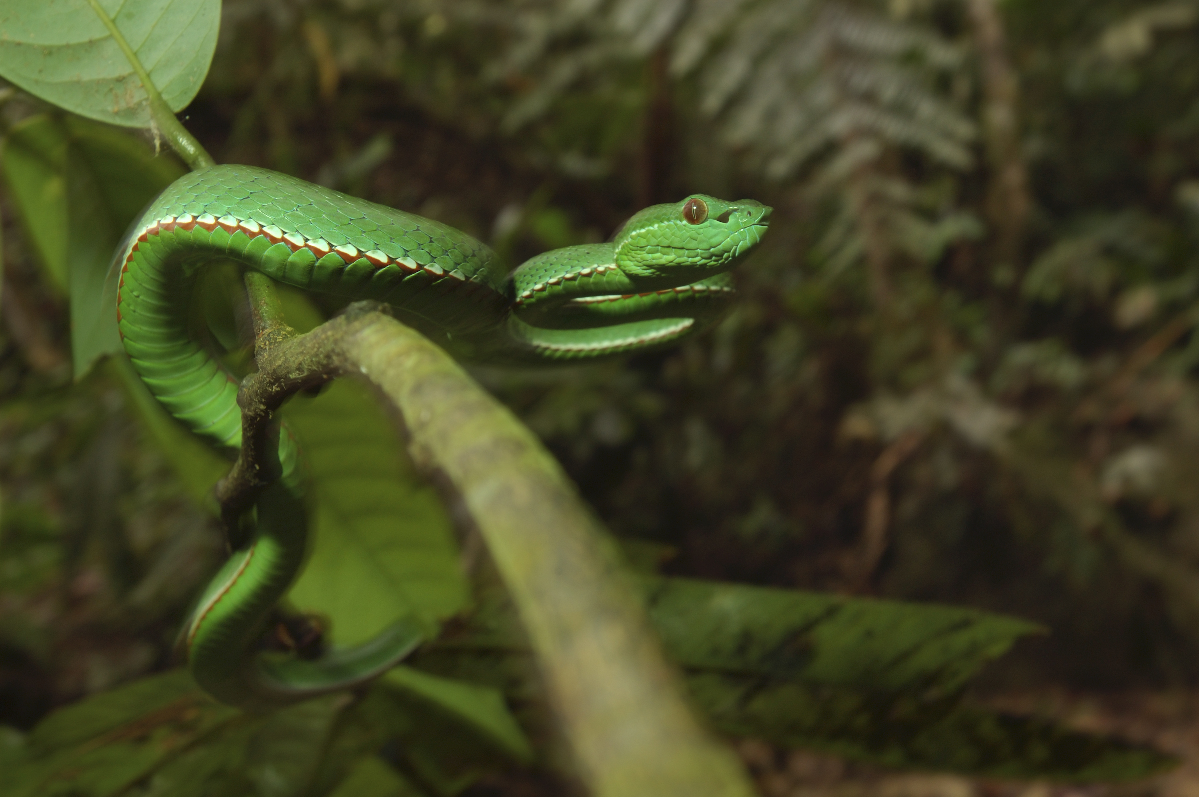 A bamboo viper in Bawangling National Nature Reserve, Hainan Province. Other threatened species in Bawangling include the Chinese three-lined box turtle, the Hainan peacock pheasant, and the Burmese python. Photograph by Shibai Xiao