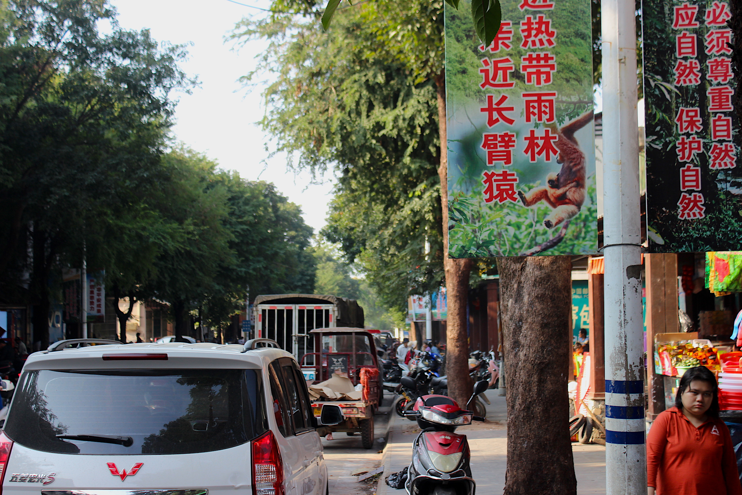 Banners in the town of Baotie, which flanks Bawangling National Nature Reserve on the west, implore people to respect and protect nature. Photograph by James Dinneen