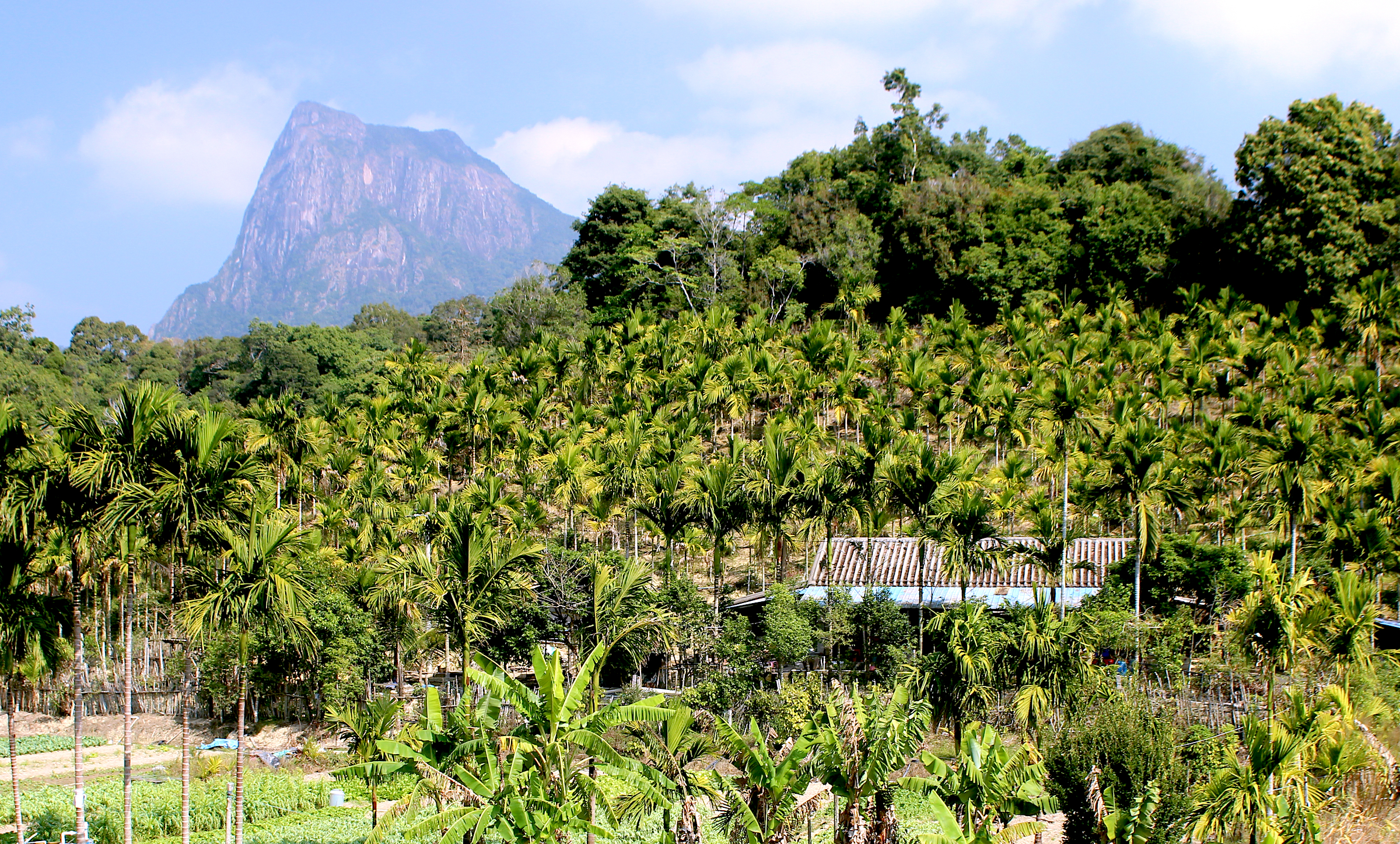 A small farm inside Jianfengling National Nature Reserve in Hainan. Farms like these will see increased restrictions and some will be relocated due to a proposed national park on the island. Photograph by James Dinneen