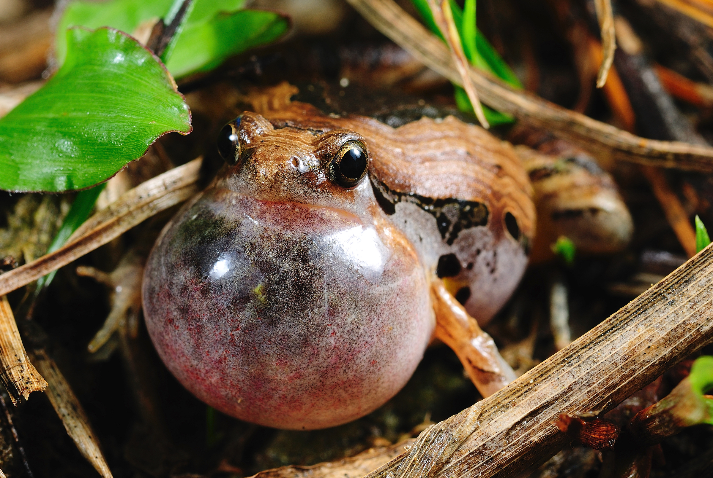 A marbled pygmy frog calls out during breeding season in Bawangling National Nature Reserve, Hainan Province. Photograph by Shibai Xiao