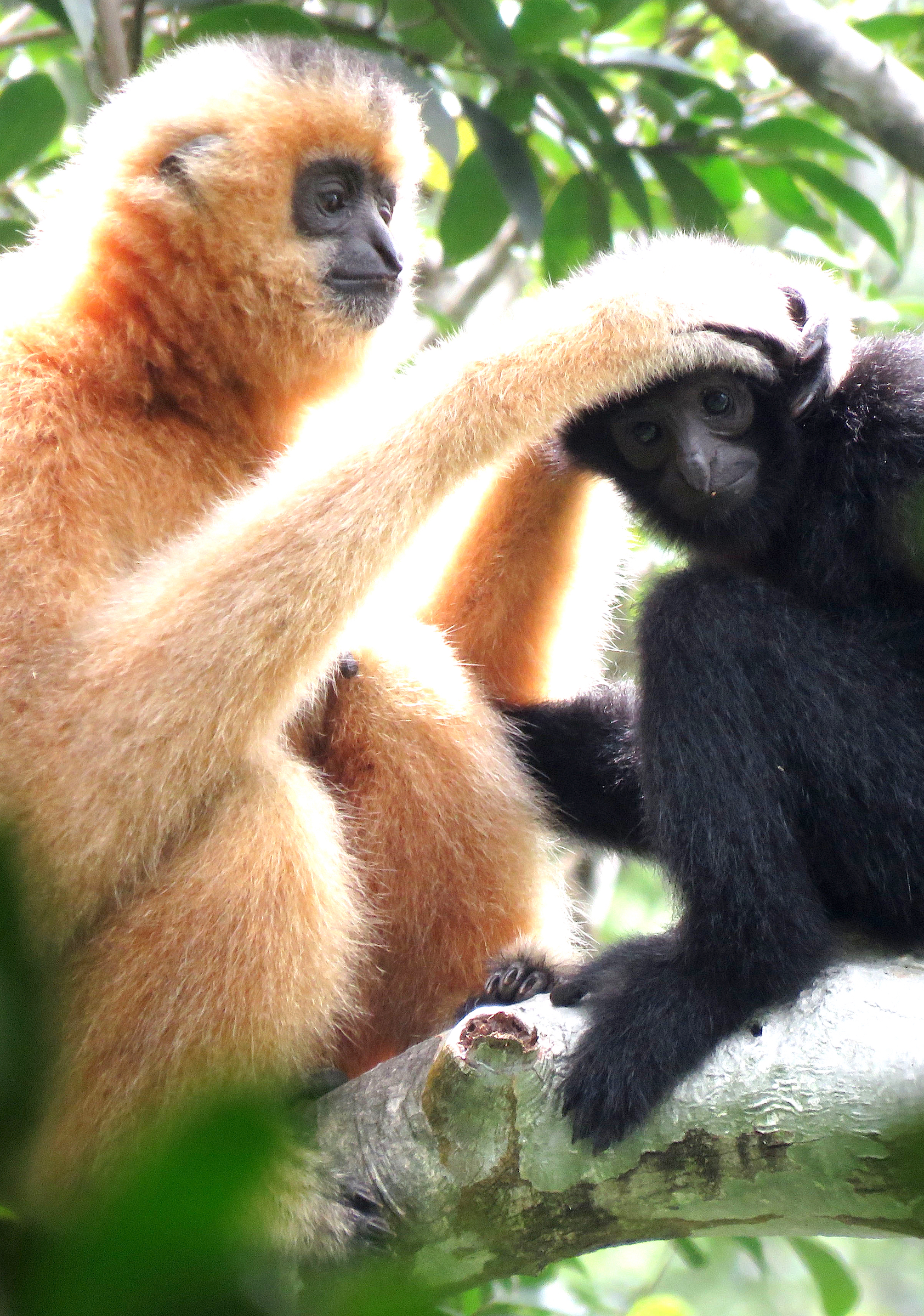 An adult female Hainan gibbon grooms a member of its troop in the forest of the Bawangling National Nature Reserve in Hainan Province. Photograph courtesy of Kadoorie Farm & Botanic Garden