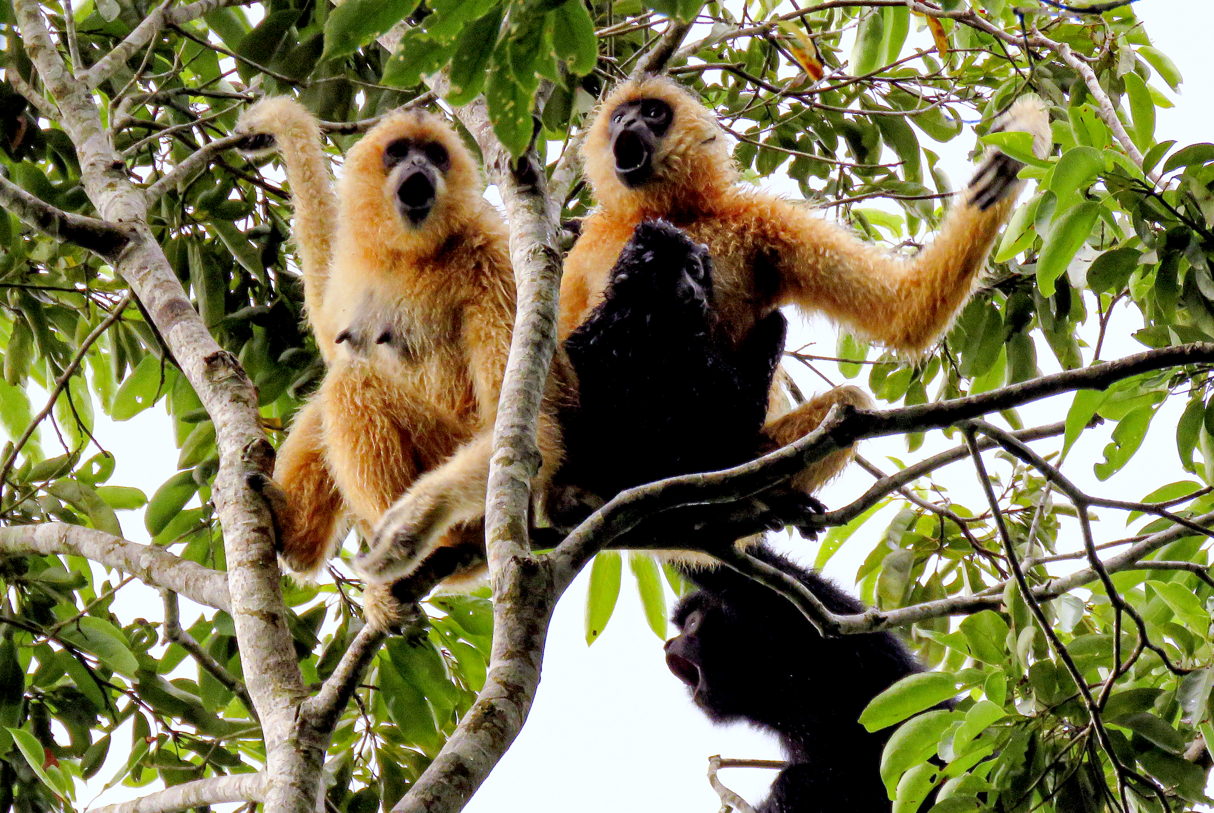 A group of Hainan gibbons sing in the forest of Bawangling National Nature Reserve. The Hainan gibbon’s song is one of the key ways scientists differentiate it from other gibbon species. Photograph courtesy of Kadoorie Farm & Botanic Garden