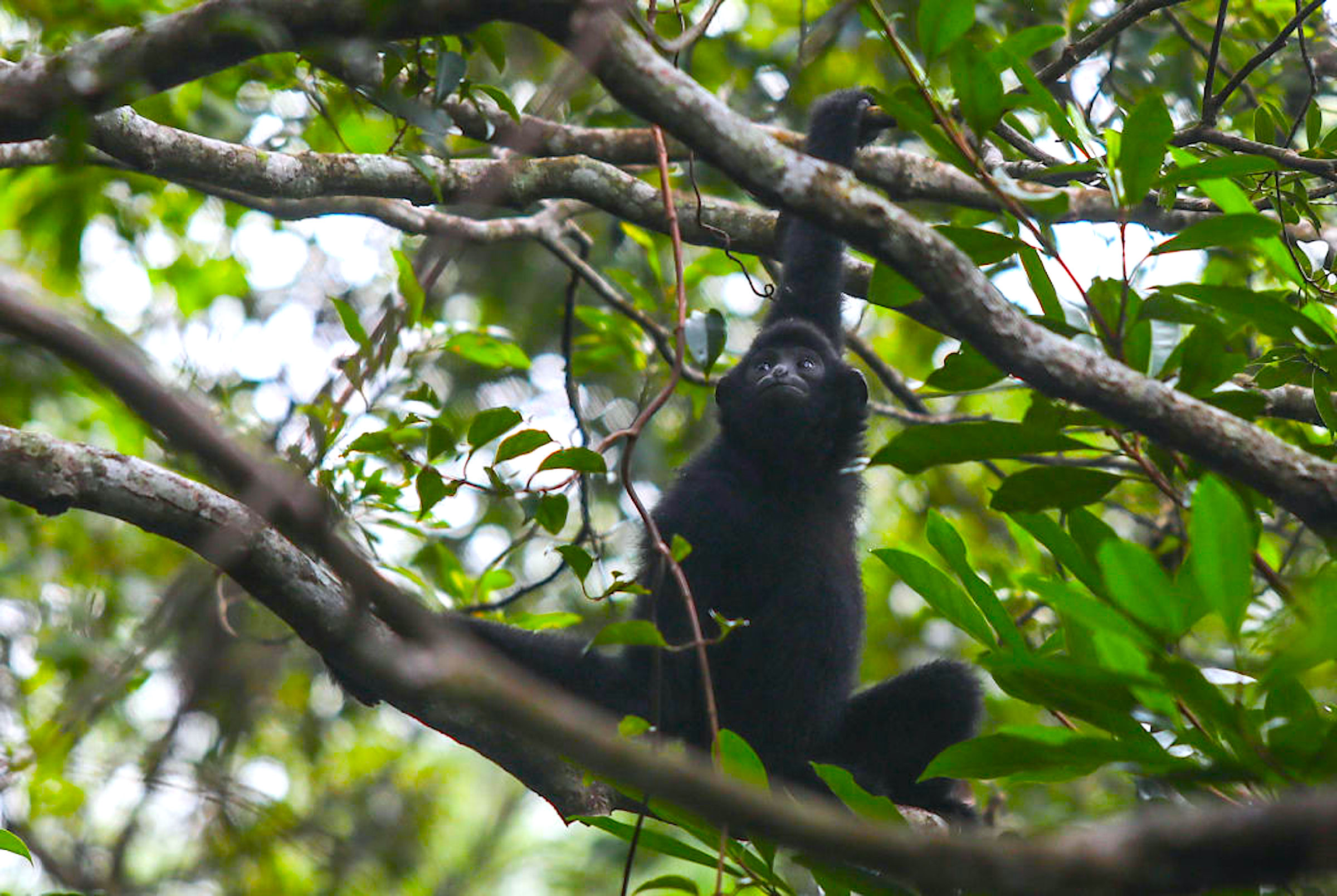 A baby Hainan gibbon clings to its mother in the forest of the Bawangling National Nature Reserve in South China's Hainan Province. Photograph by Kadoorie Farm & Botanic Garden