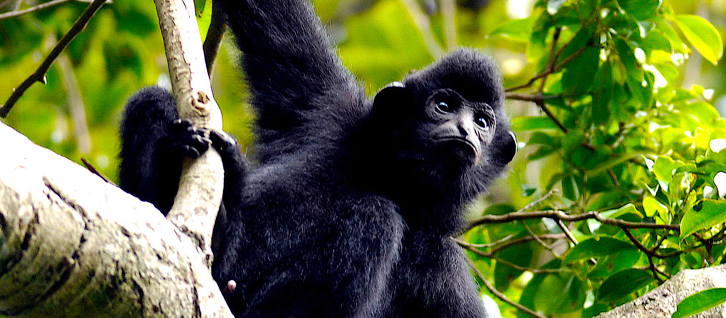 A male Hainan black-crested gibbon hangs from a branch in the Bawangling National Nature Reserve in Changjiang, South China's Hainan Province. Photograph by Xinhua News Agency