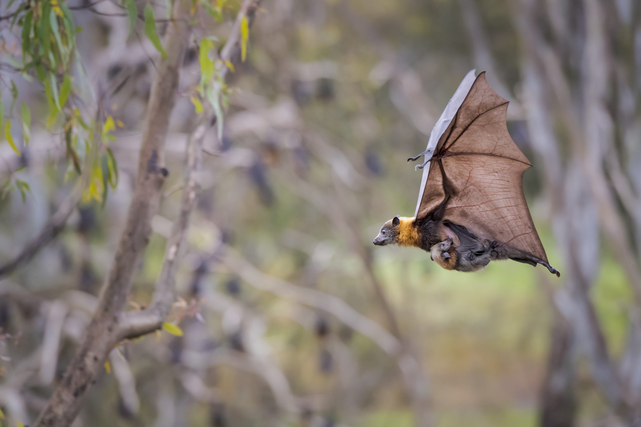 A grey-headed flying fox carries her pup as she flies over Yarra Bend Park, Kew, Victoria, Australia.