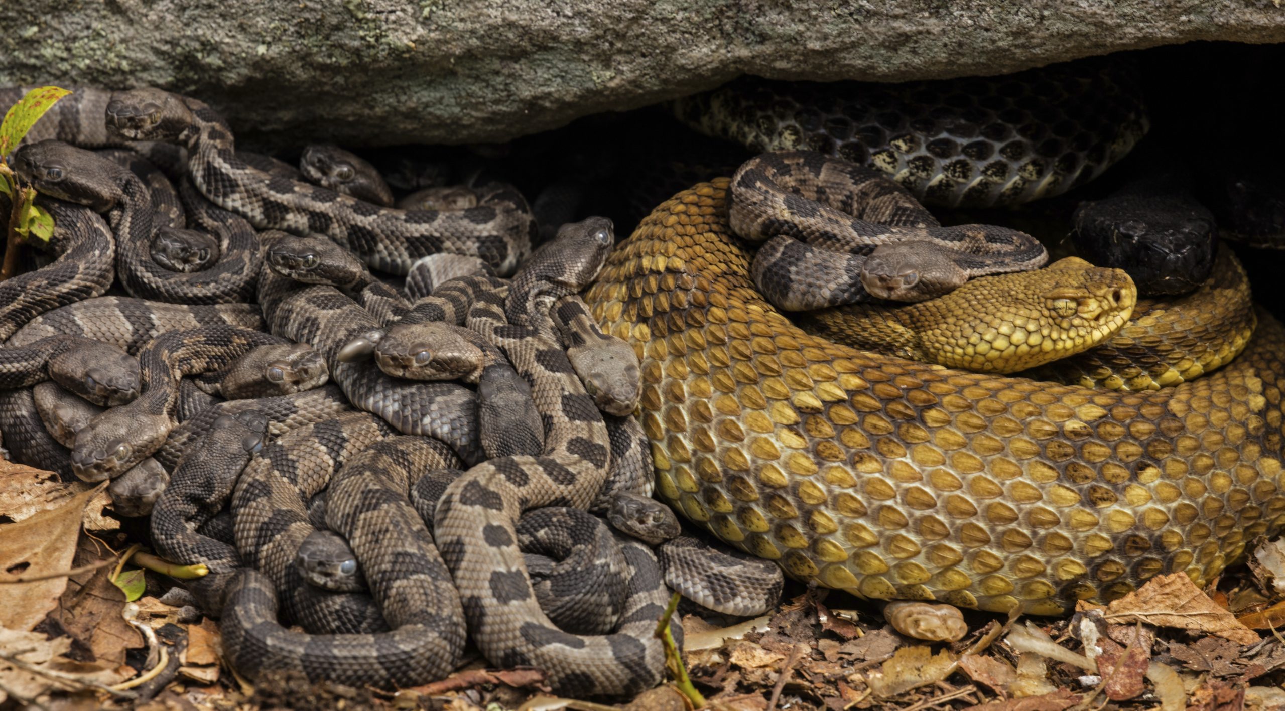 A timber rattlesnake female and her newborn young at a maternity site in Pennsylvania, USA — Photograph by John Cancalosi