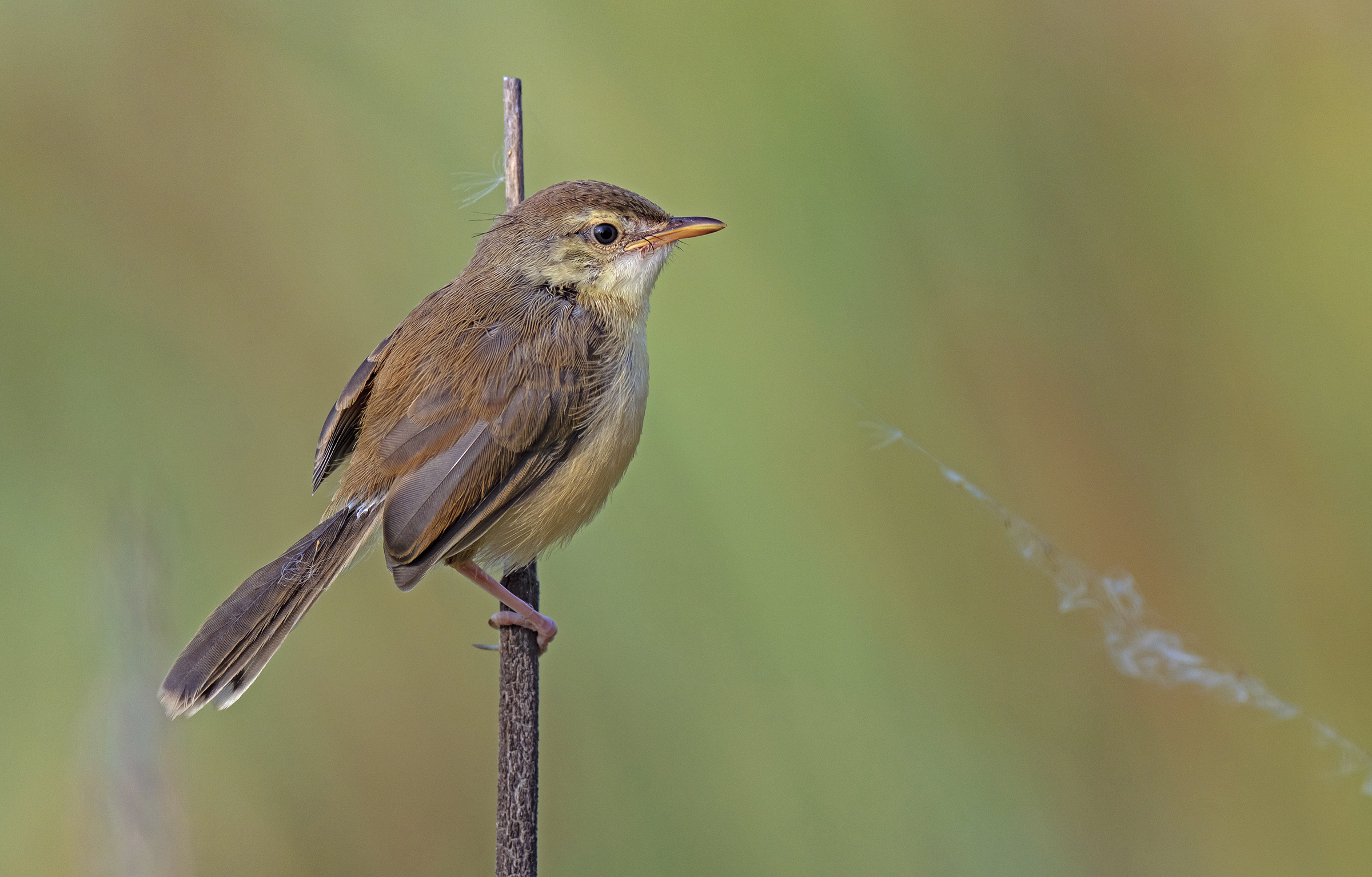 A prinia looks out across what's left of its wetland breeding territory.
