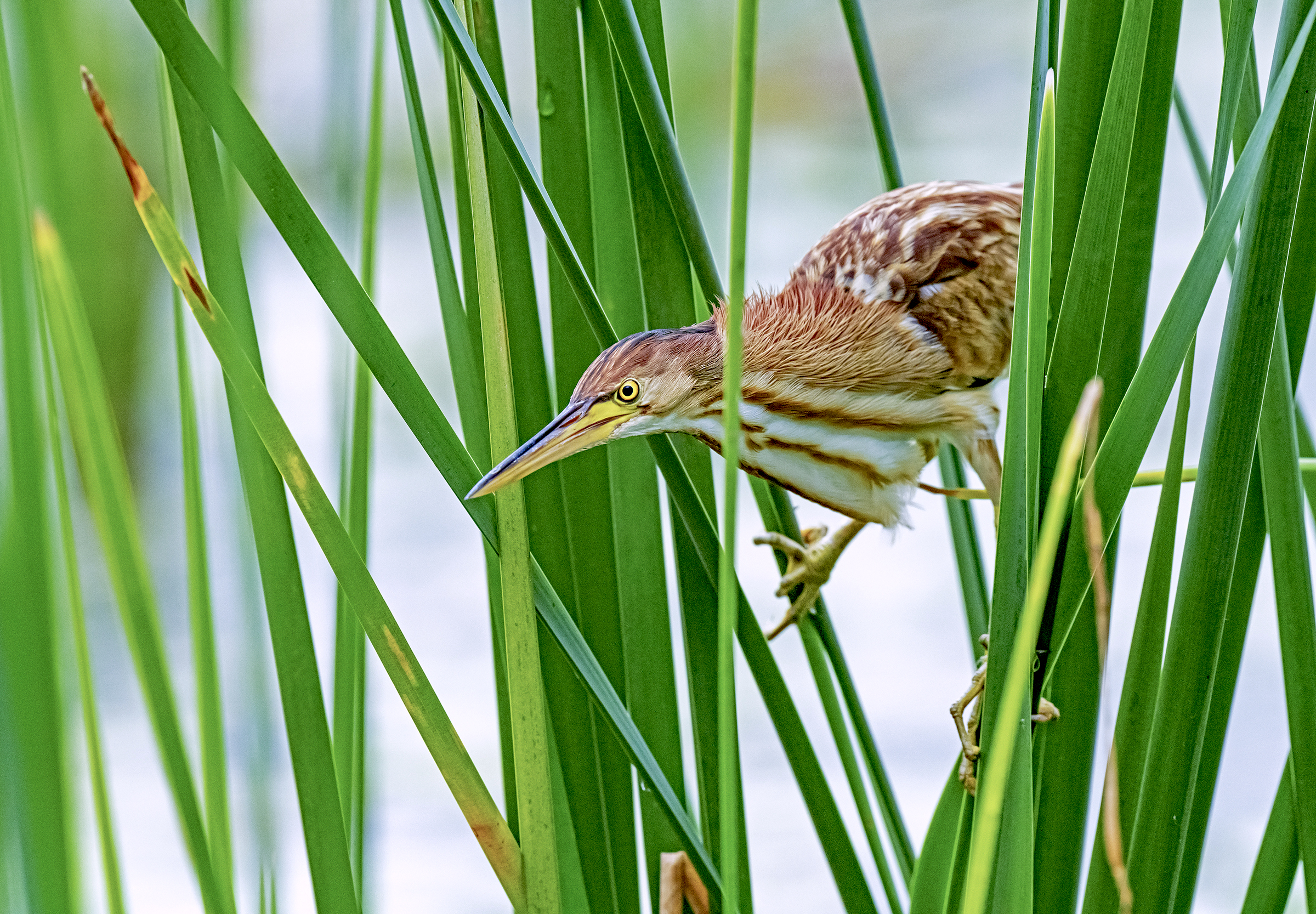 A yellow bittern hunts at the edge of the Pallikaranai Marsh.