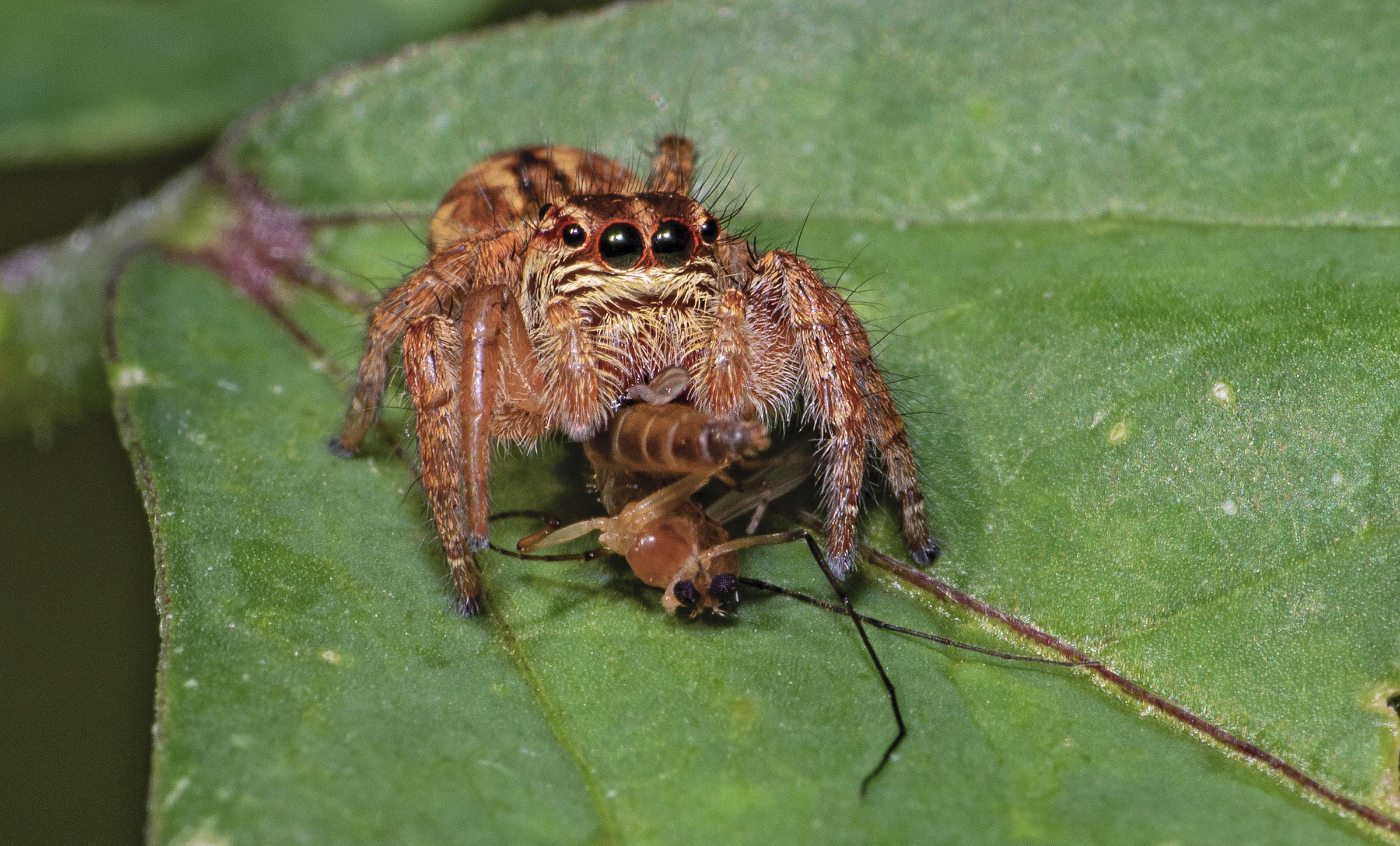 A jumping spider holds onto its prey at the edge of Pallikaranai Marsh.