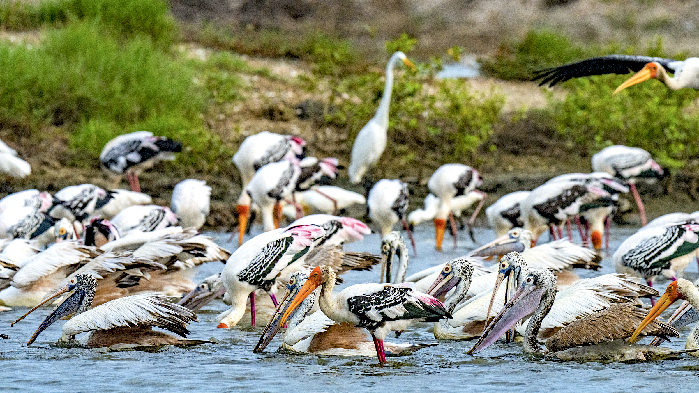 Painted storks, spot-billed pelicans, and egrets forage at the edge of the Pallikaranai Marsh.
