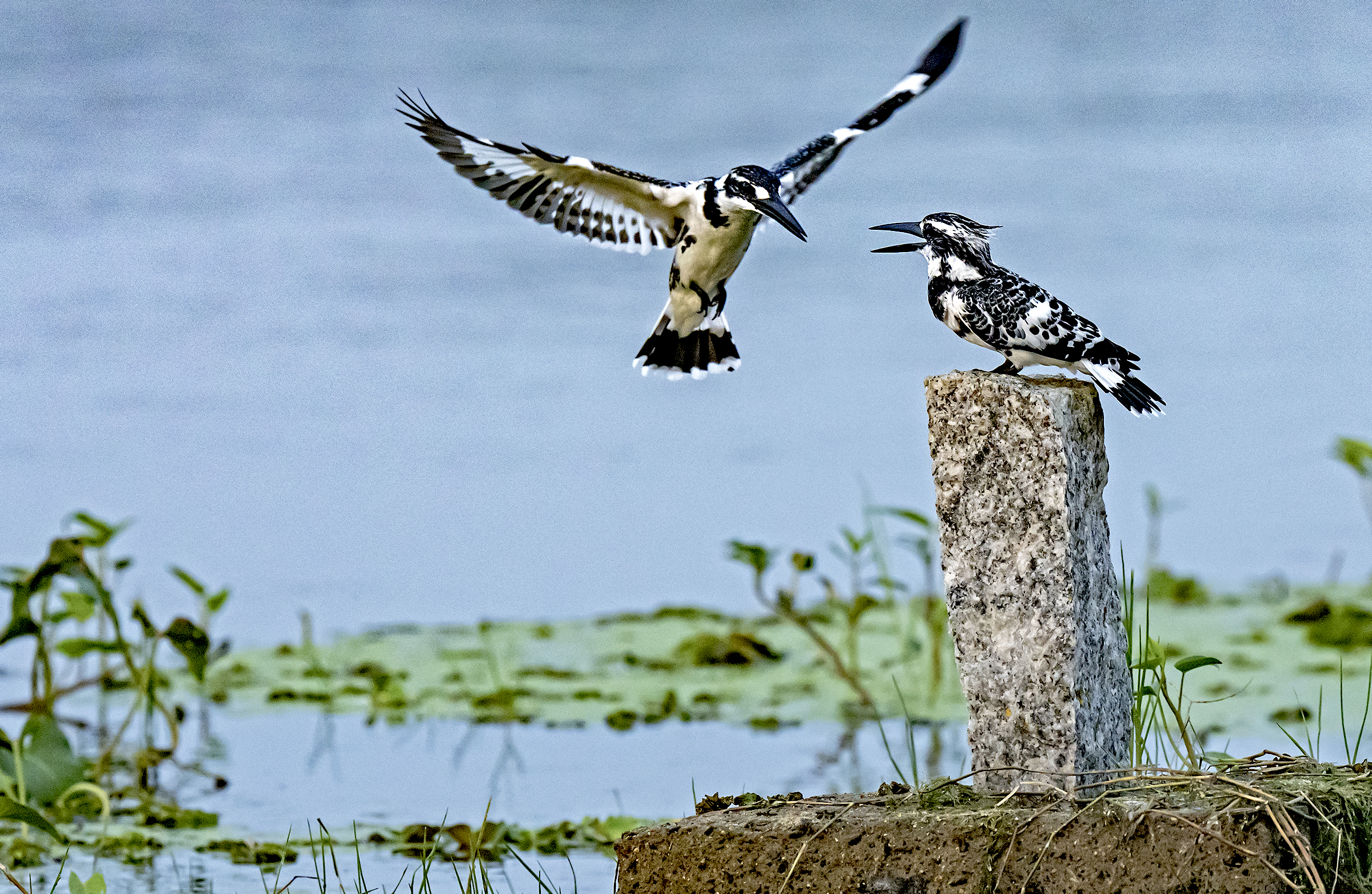 An adult pied kingfisher prepares to land next to its nearly fully grown offspring.