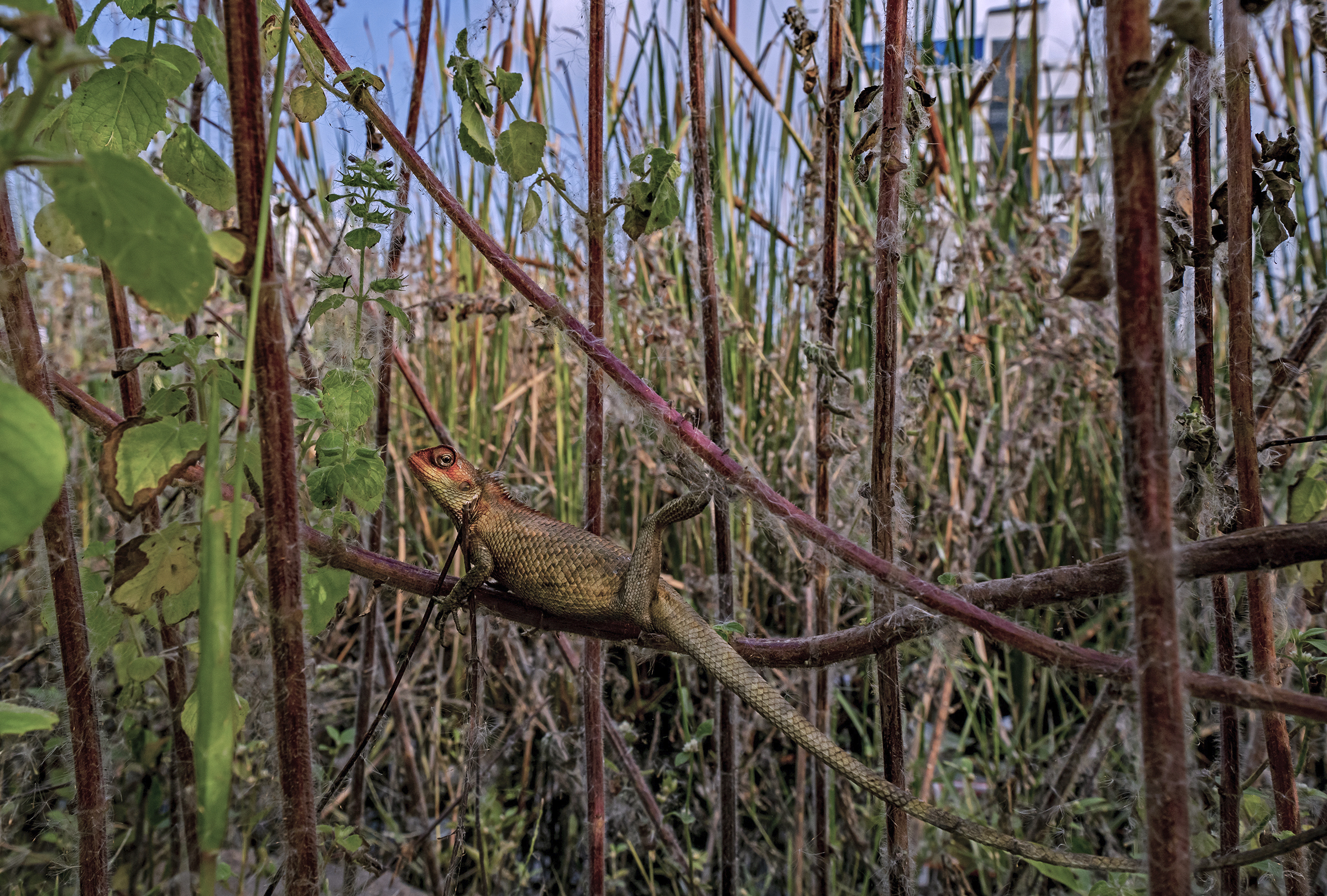 An Oriental garden lizard hunkers down in the vegetation at the edge of Pallikaranai Marsh.
