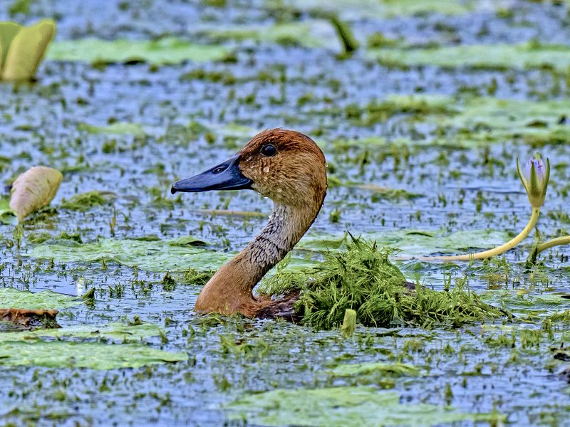 A lesser whistling duck forages in Pallikaranai Marsh.