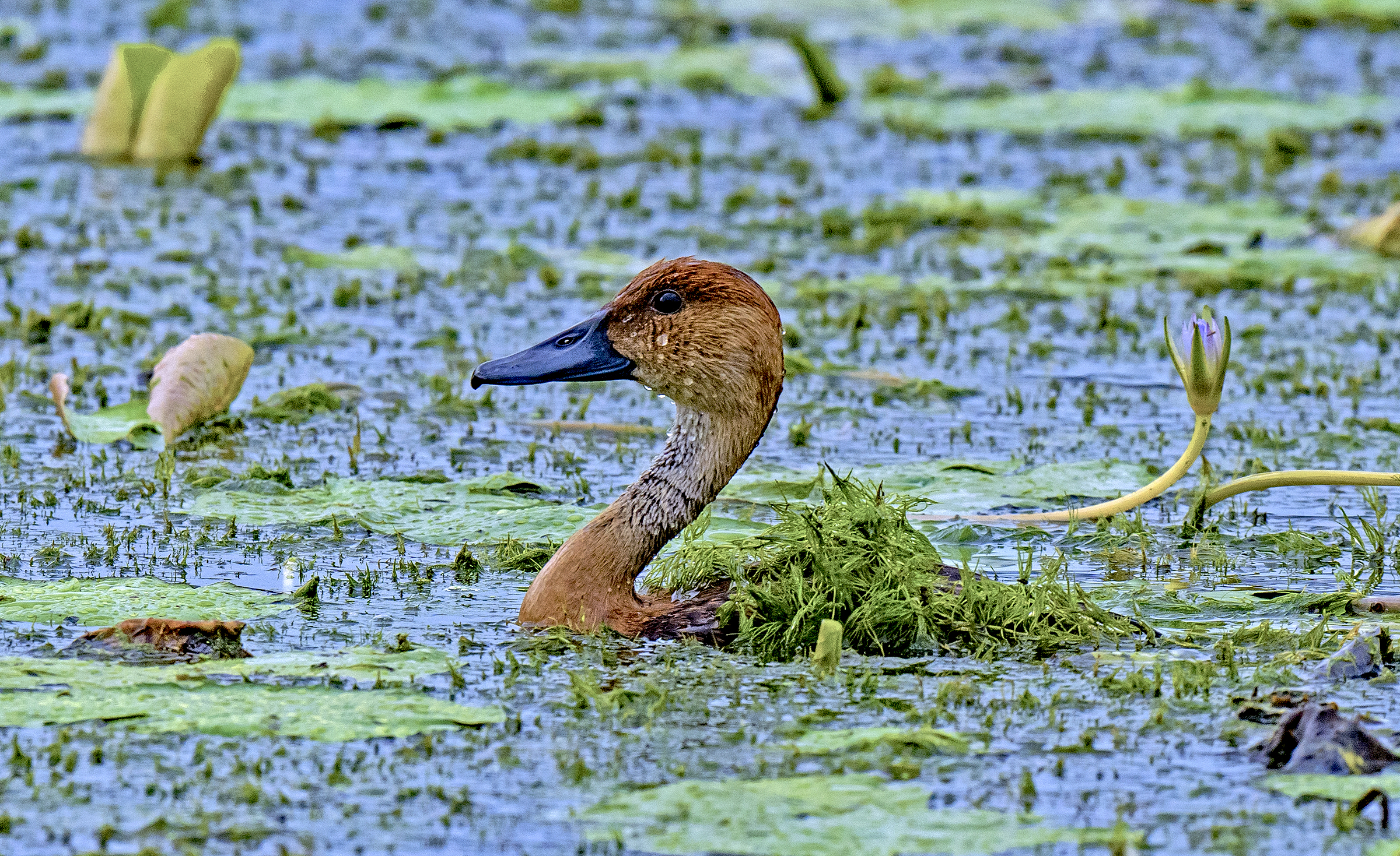 A lesser whistling duck forages in Pallikaranai Marsh.