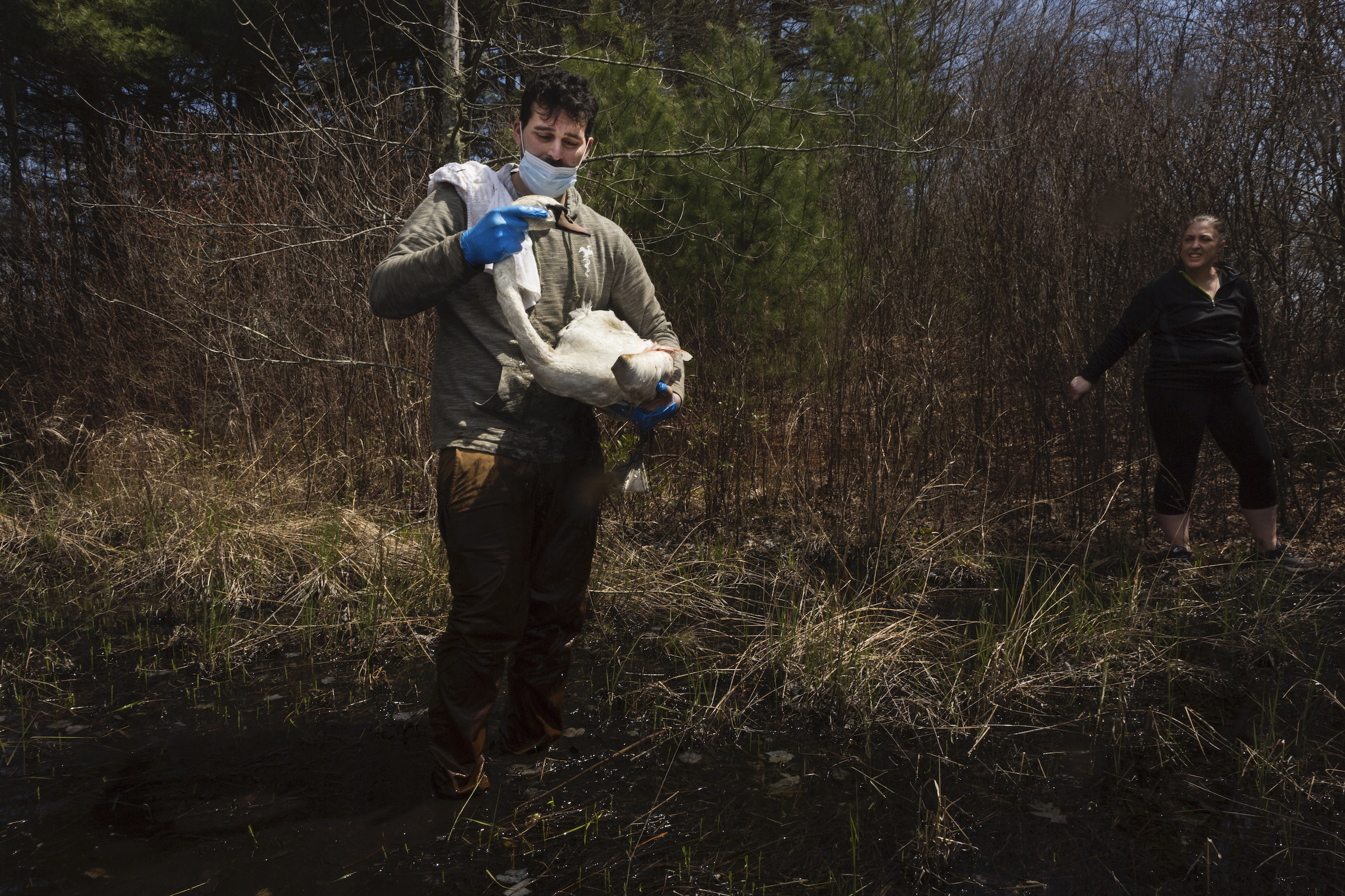 Zak Mertz, director of the Cape Cod branch of the New England Wildlife Rescue Center, holds an injured swan in a cranberry bog in Carver, Massachusetts as Amy Trudeau, who called in the rescue, looks on.