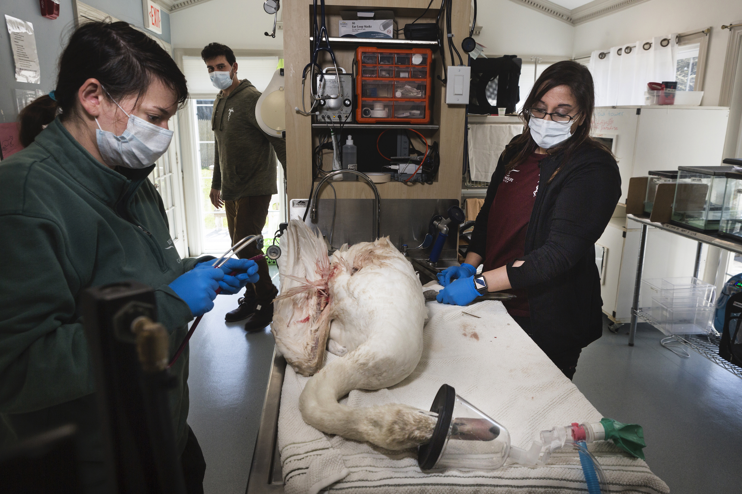 Veterinary technician Robyn Rohm (left), Zak Mertz (center), and medical director of the Cape Cod branch of the New England Wildlife Center Dr. Priya Patel (right) work on an injured swan in Barnstable, Cape Cod.