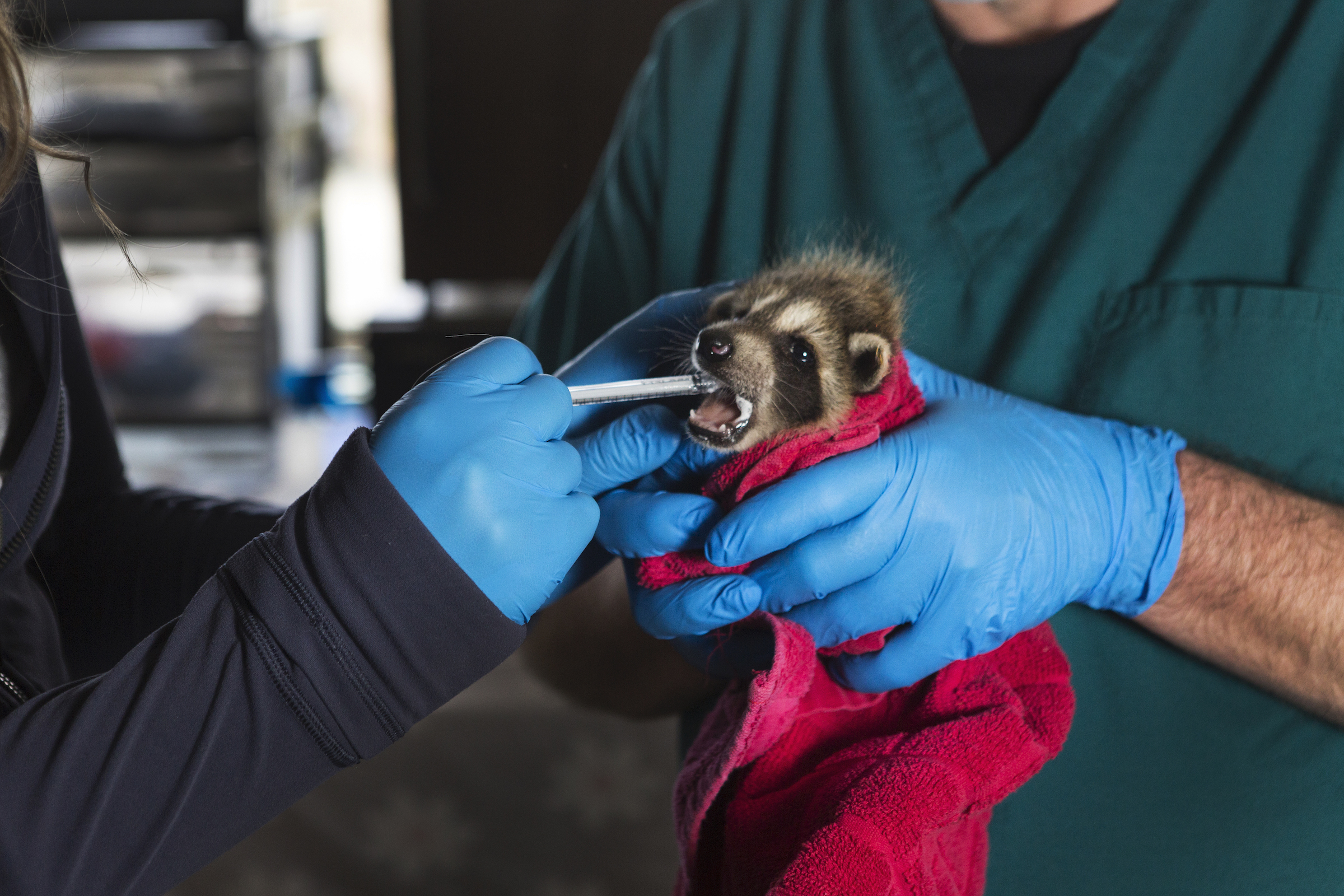Marco Venturoli, a veterinary technician at the New England Wildlife Center, administers deworming formula to a three-week-old raccoon.