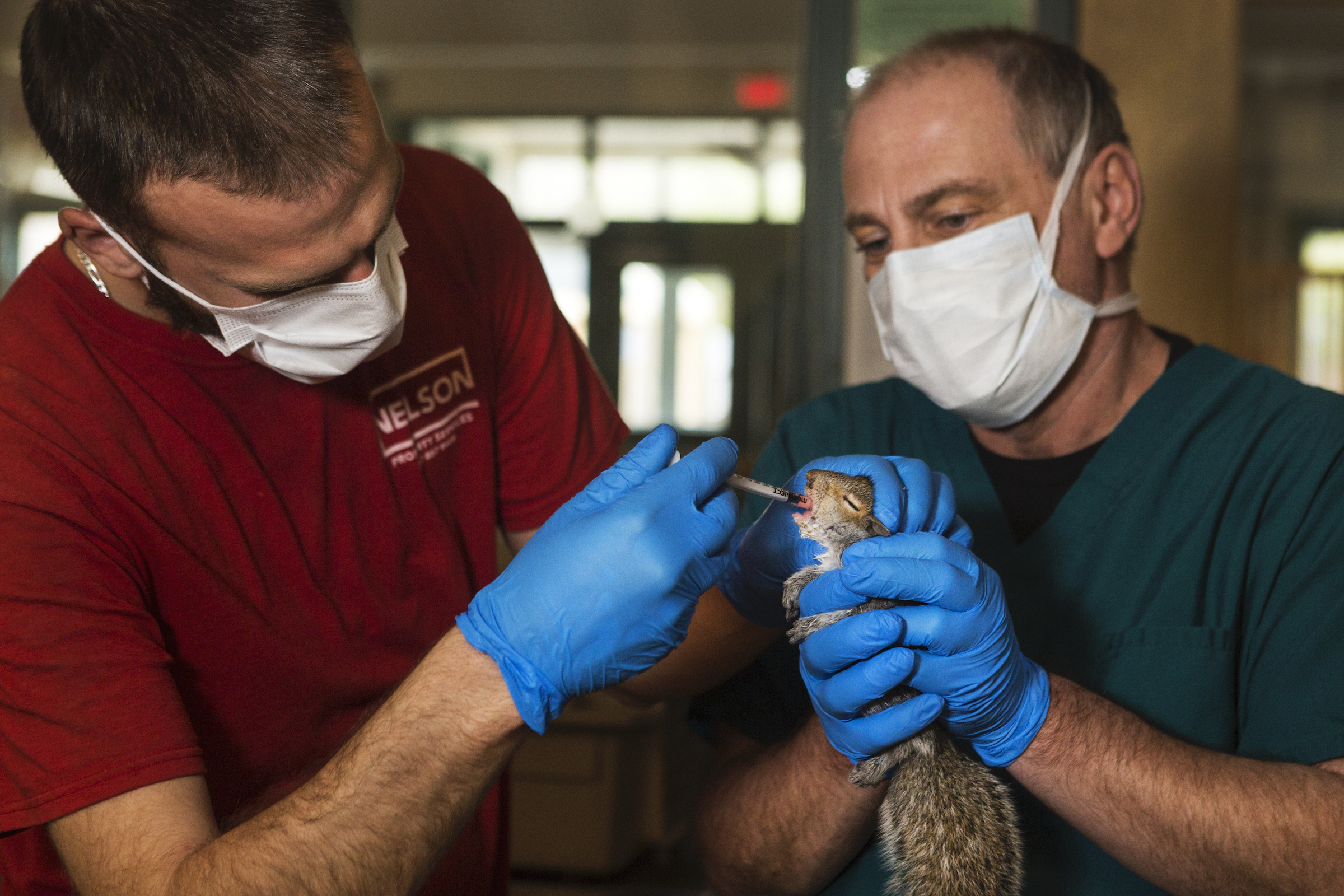 Two personnel from the New England Wildlife Center administer formula to a squirrel. Wildlife centers have had to dramatically change the way they operate in response to the lack of volunteer help brought on by the pandemic.