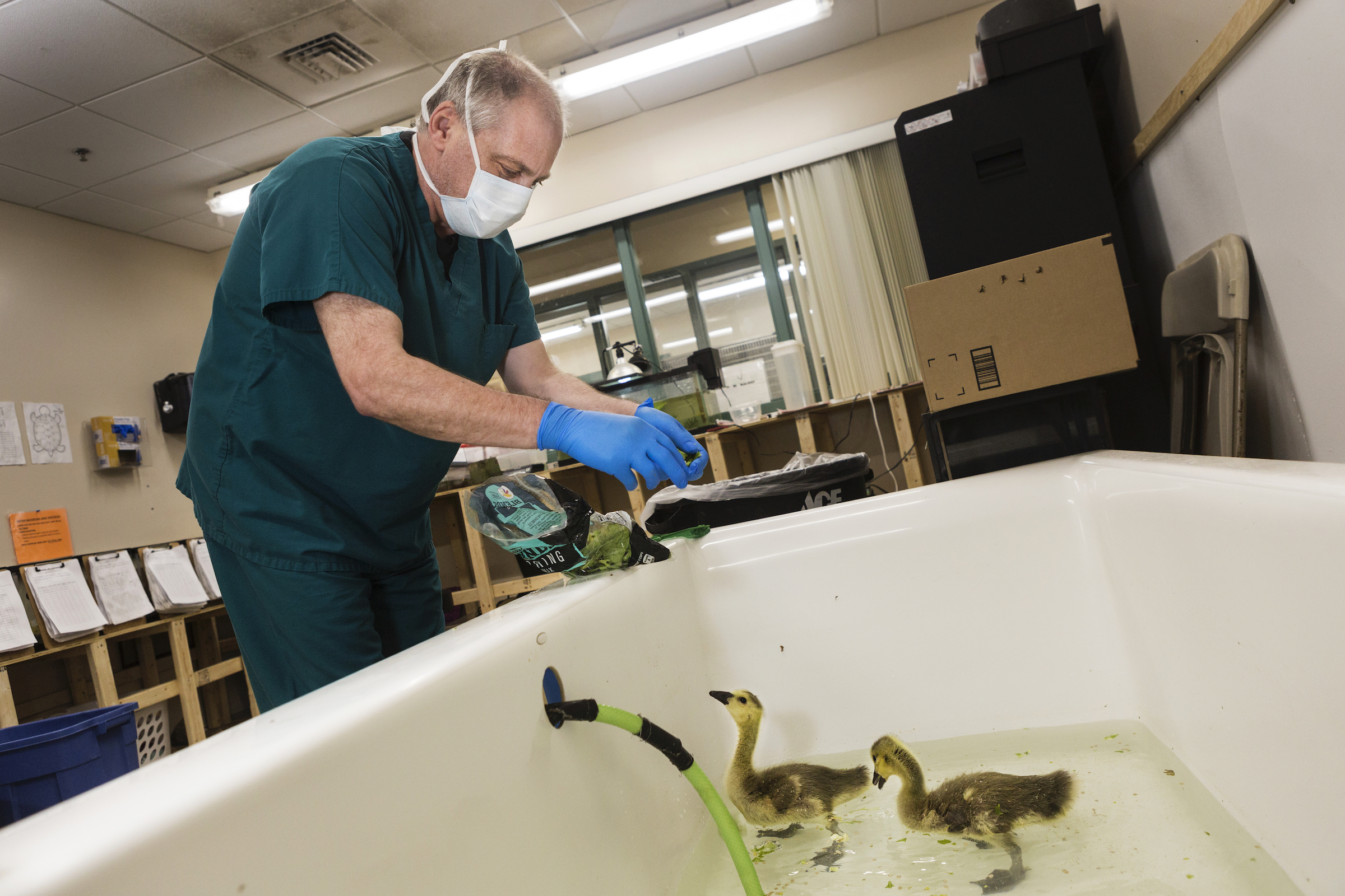 Veterinary technician Marco Venturoli feeds baby Canada geese as they take a swim in a bathtub.