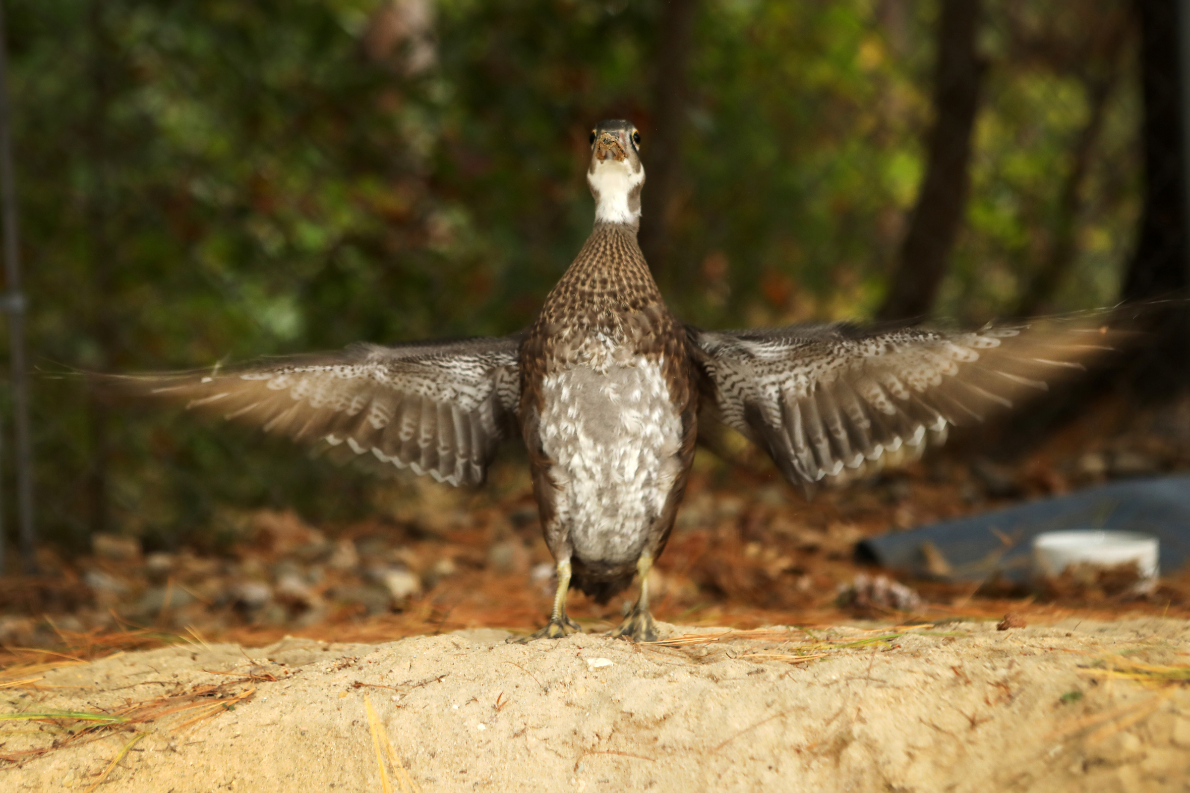 A wood duck that has imprinted on humans after being found and briefly cared for by a local family struggles to re-enter the wild.