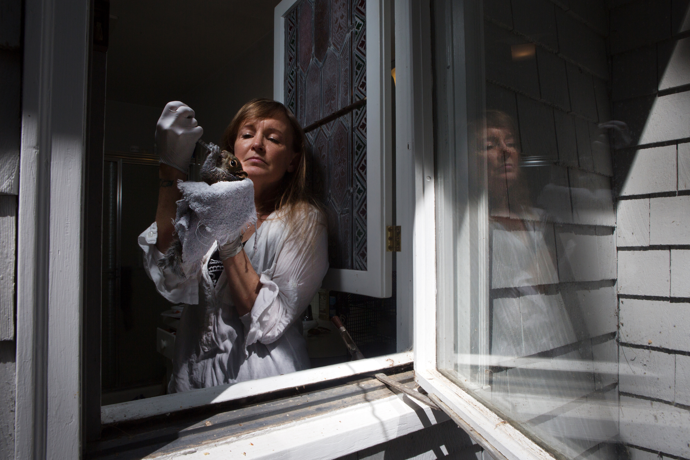 Susanna Tuffy, a licensed wildlife rehabilitator from Duxbury, Massachusetts, feeds a baby squirrel from inside her bathroom window. Tuffy cares for about 60 animals a year in her home.