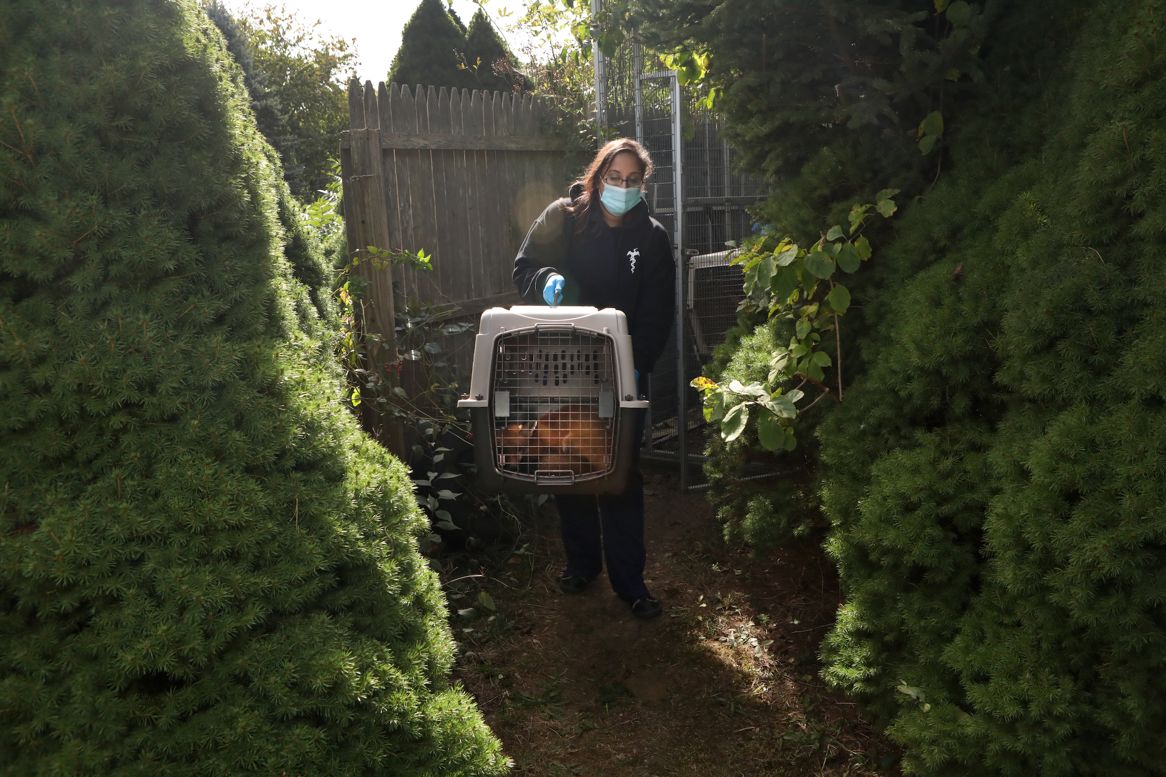 A rehabilitated red fox is taken to a conservation area to be released back into the wild.