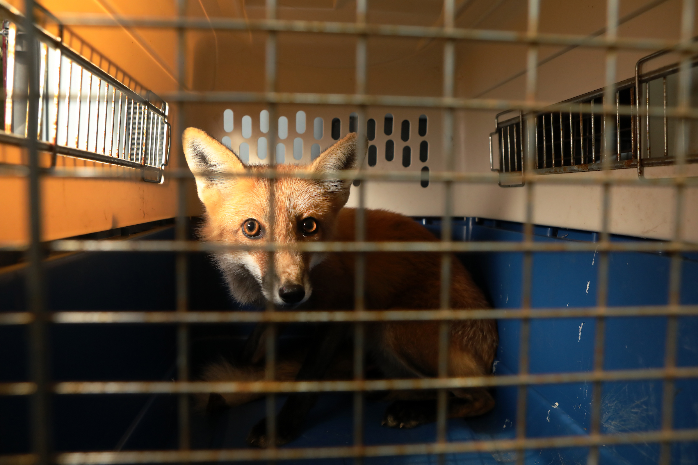 A red fox awaits release back into the wild.