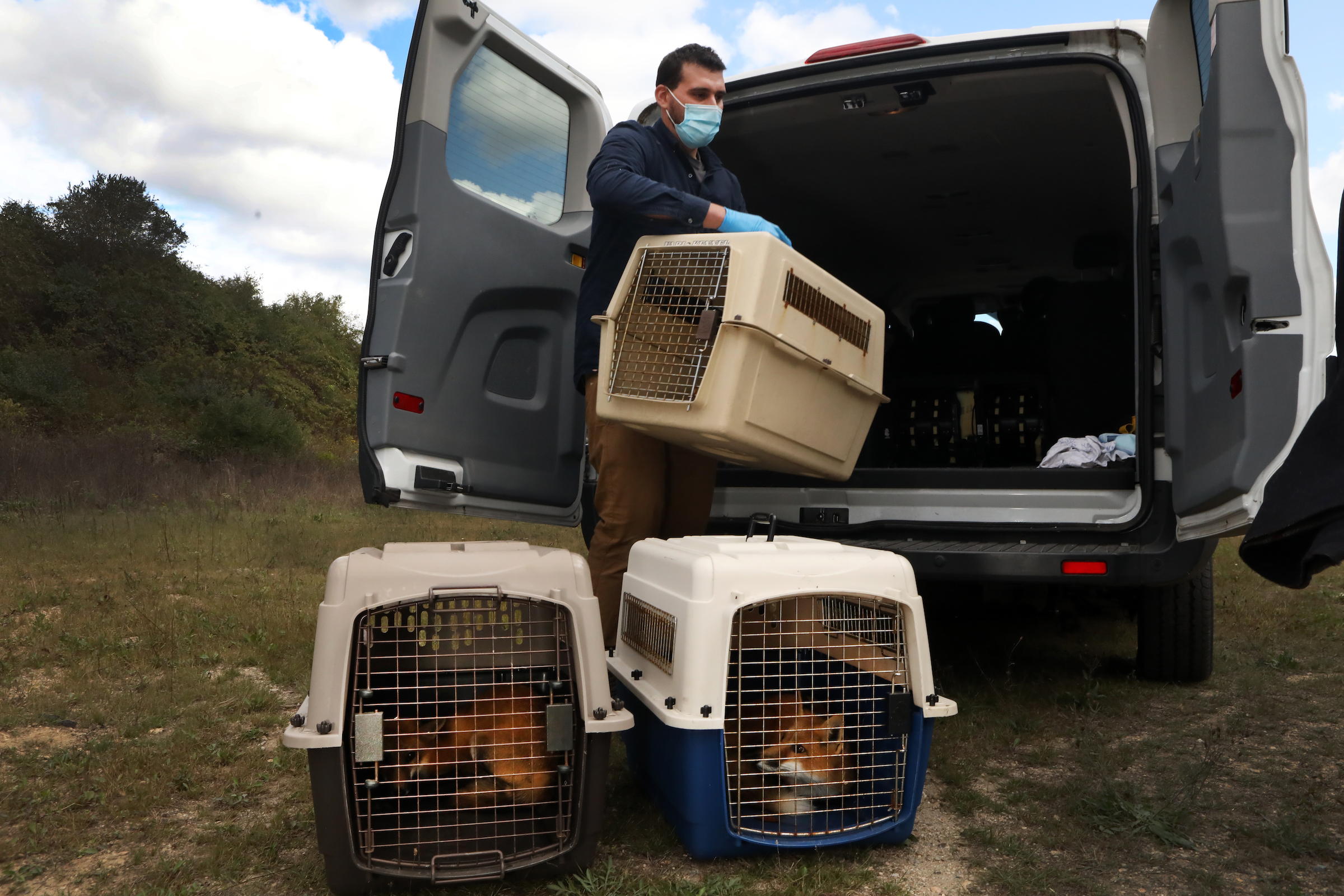 Zak Mertz unloads crates carrying soon-to-be-released red foxes that have been rehabilitated by the New England Wildlife Rescue Center.