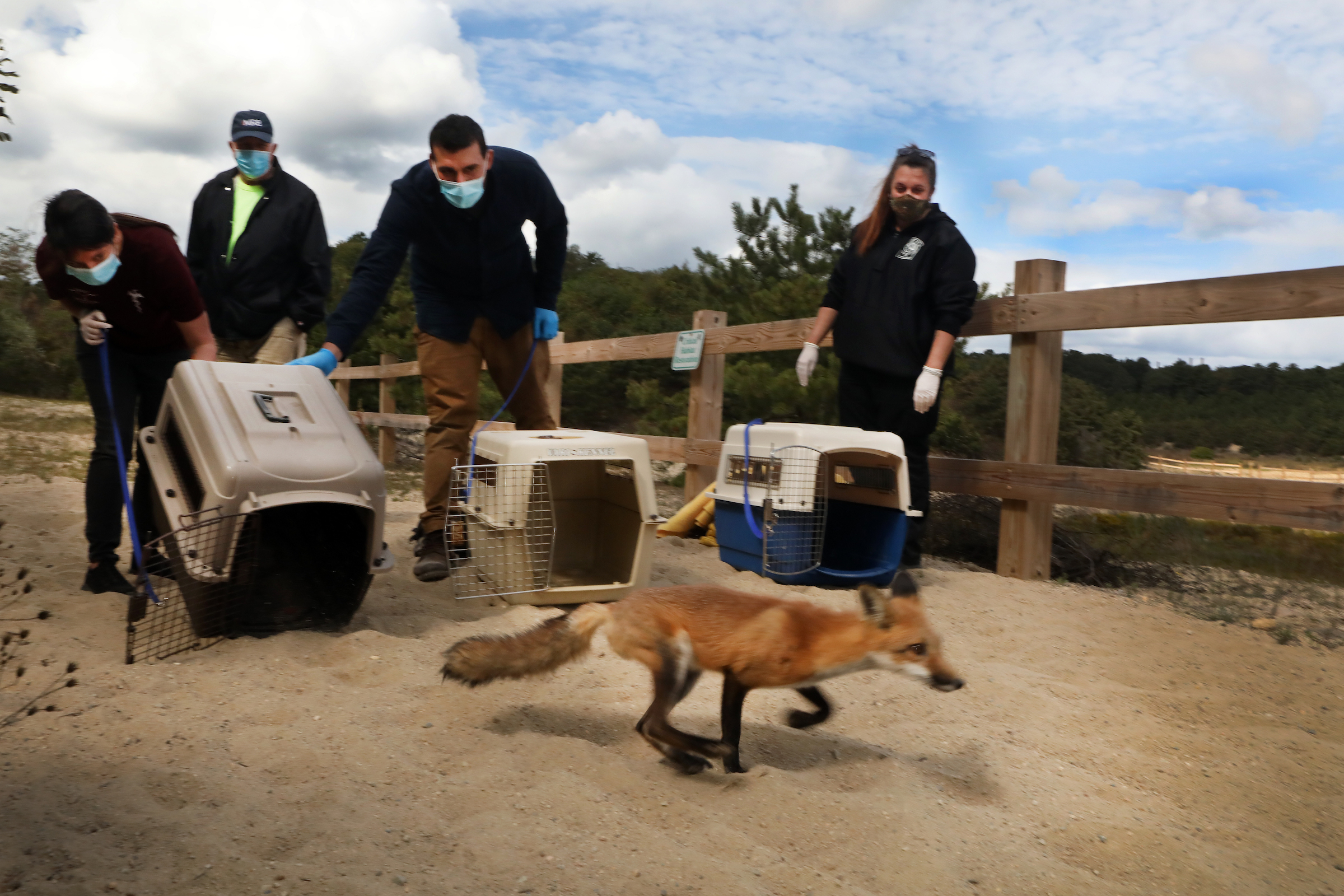 The last of three rehabilitated red foxes is released in the Breivogel Ponds Conservation Area of Falmouth, Massachusetts as wildlife rehabilitators and local officials look on.
