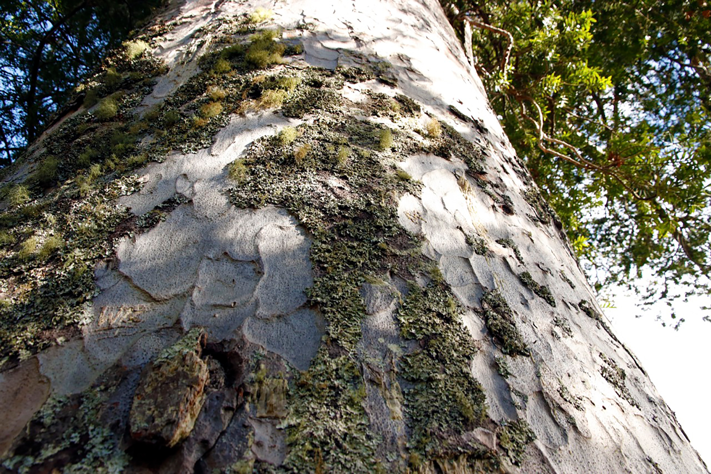 Kauri trees can live for 2000 years and reach more 60 feet around. This one, in New Zealand’s Waikato district, is estimated to be 1000 years old, with a circumference of 23 feet. Photograph by Kate Evans.