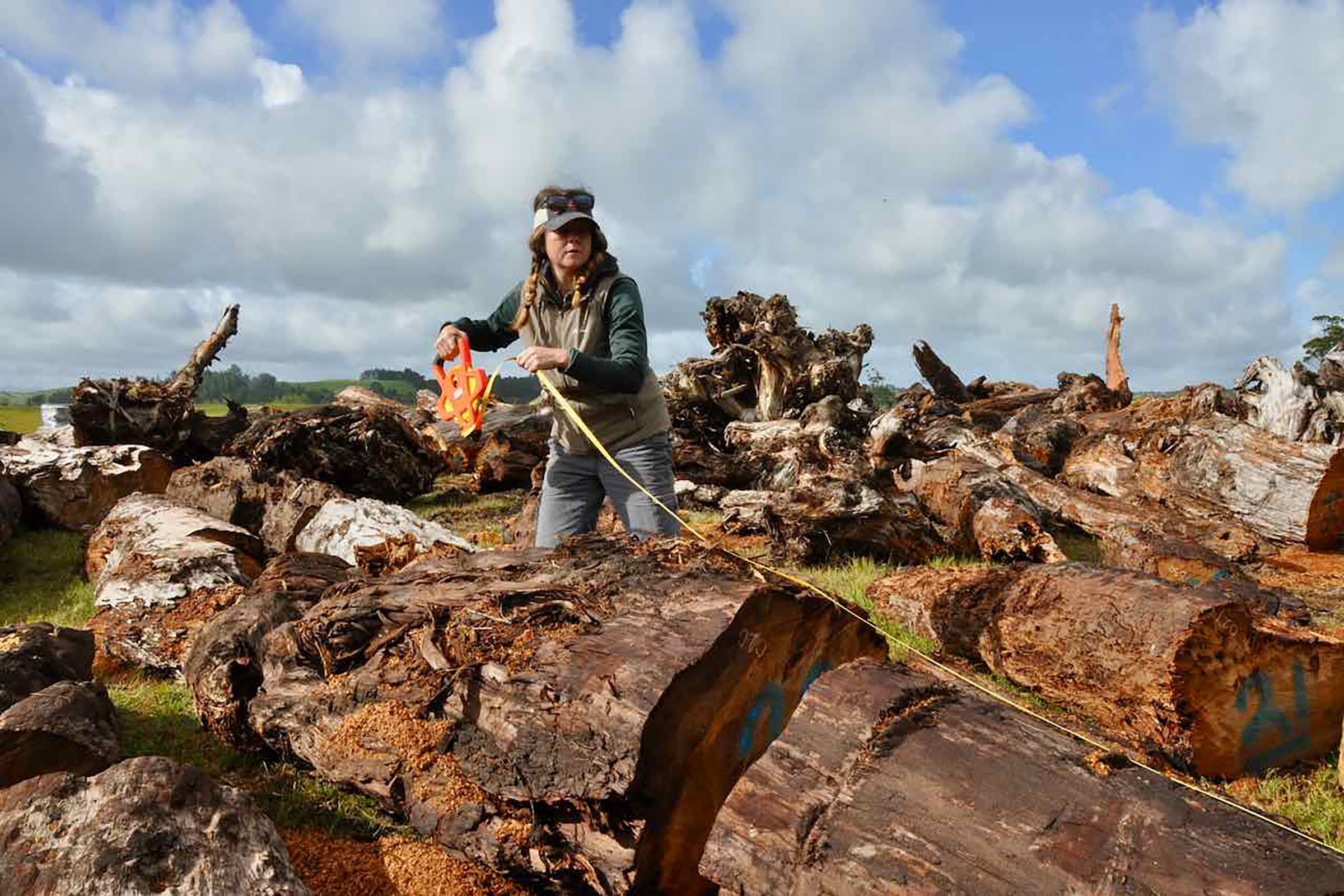 Deirdre Ryan from MARUM University of Bremen assists Drew Lorrey to measure ancient kauri logs on Northland’s Karikari peninsula. Photograph by Kate Evans.