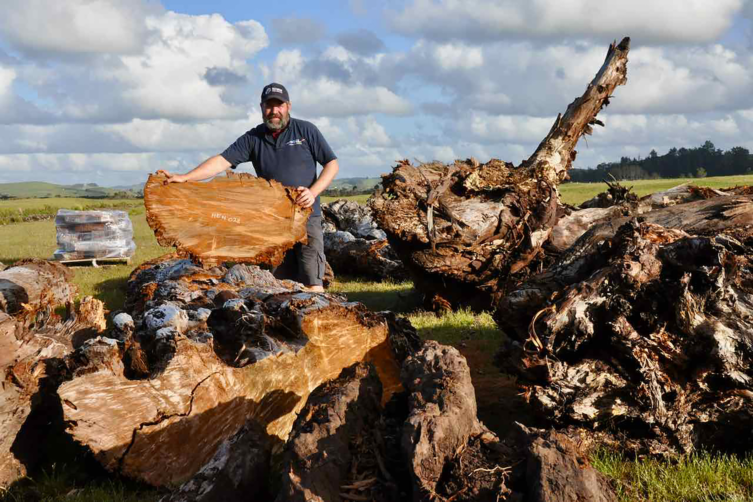 Climate scientist Drew Lorrey from New Zealand’s National Institute of Water and Atmospheric Science (NIWA) with a kauri “biscuit” cut from a log, showing the annual rings. Photograph by Kate Evans.