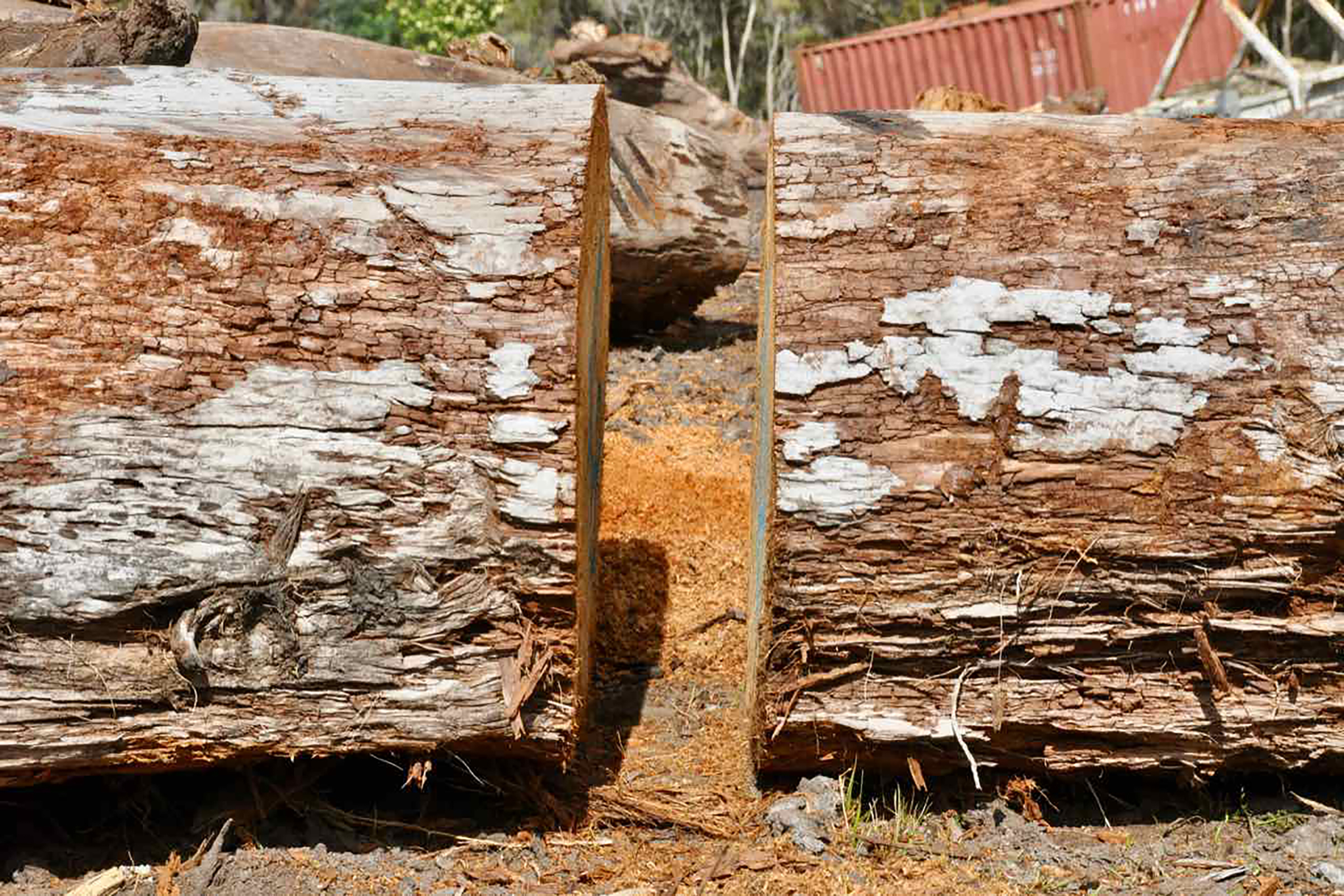 Scientists collect a “biscuit” from each ancient kauri log, enabling them to analyze the annual rings and take samples for radiocarbon dating. Photograph by Kate Evans.