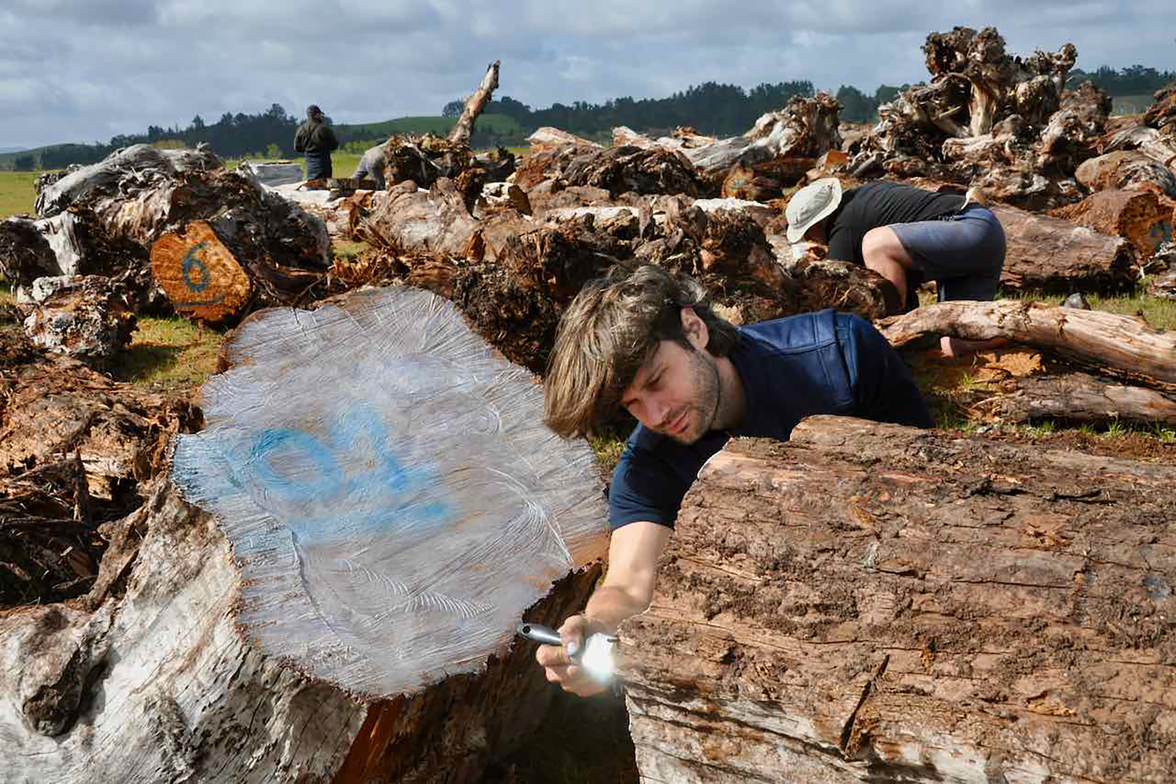 John-Mark Woolley from NIWA paints glue onto the cut faces of swamp kauri logs to preserve them from the weather. Photograph by Kate Evans.