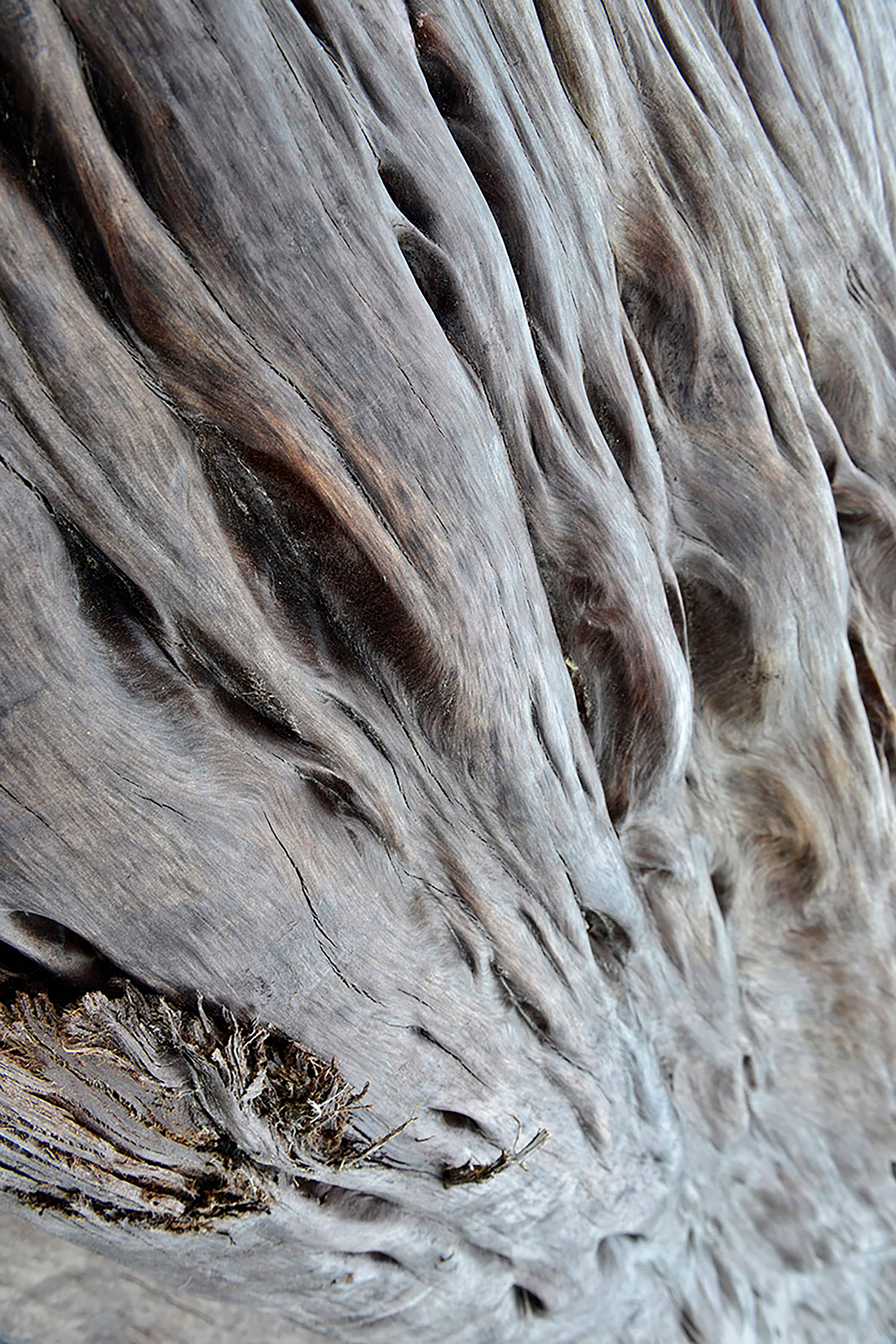 The most sought-after swamp kauri wood contains luminescent whorled patterns termed “whitebait,” after the gleaming schools of freshwater fish many New Zealanders like to catch and eat. Photograph by Arno Gasteiger.