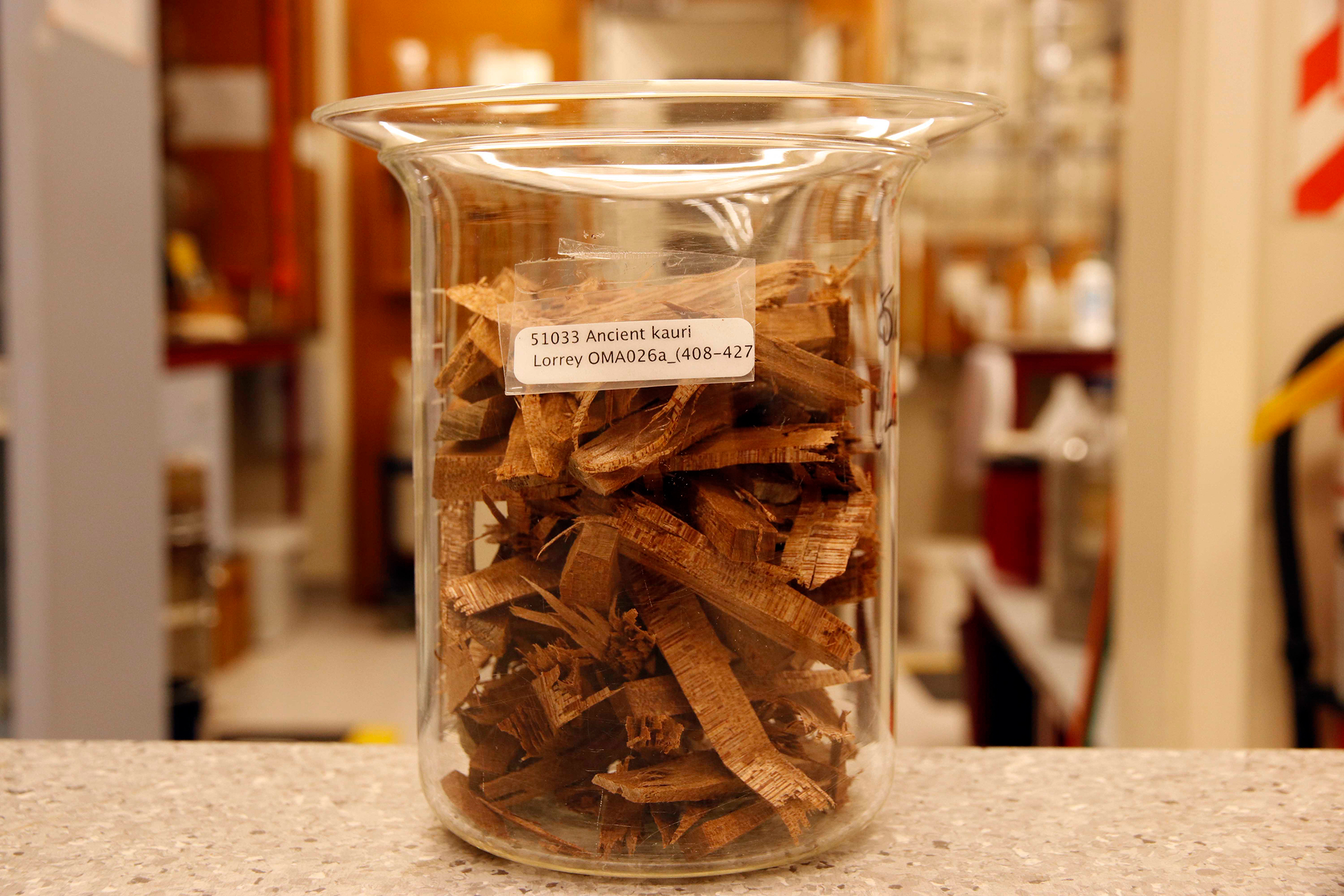 Chunks of kauri wood from one of Lorrey’s biscuits form the starting point for the radiocarbon dating process. Photograph by Kate Evans.