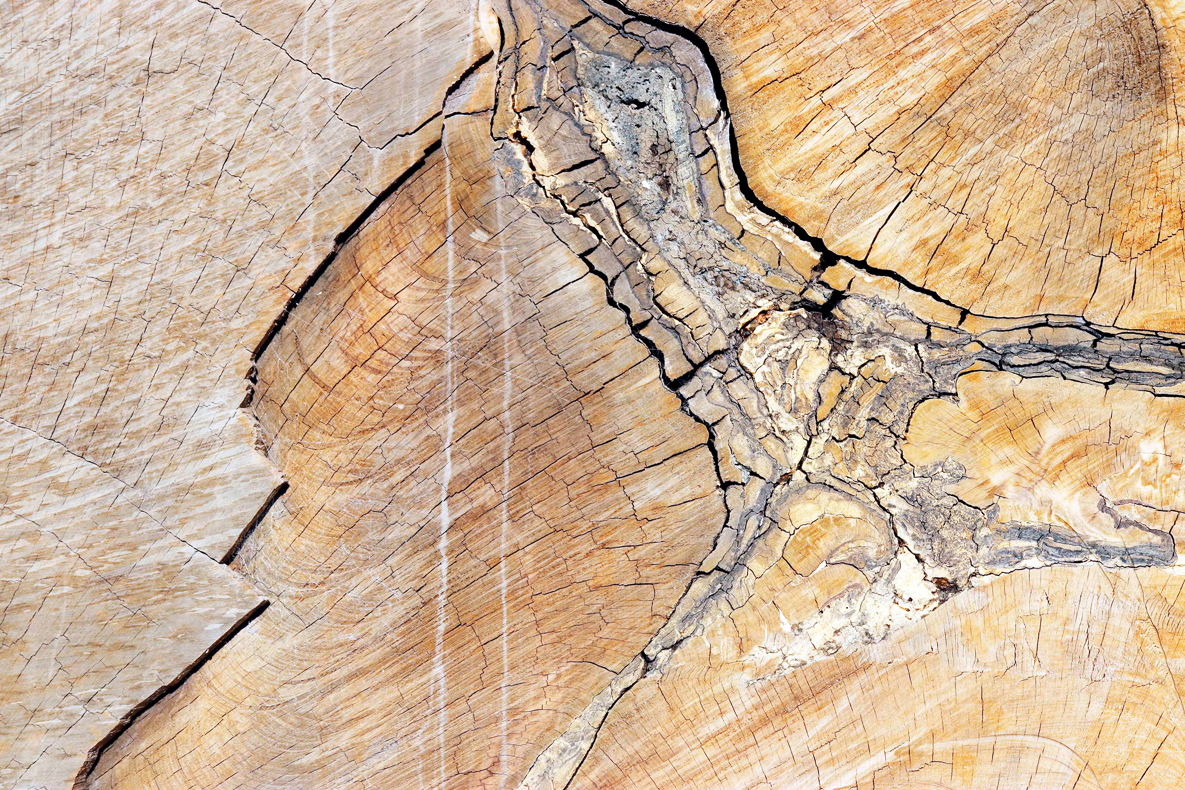 Golden kauri gum is still visible in the 42,000-year-old kauri log unearthed in Ngāwhā by electricity company Top Energy. Its many rings show it lived for around 1600 years. Photograph by Kate Evans.