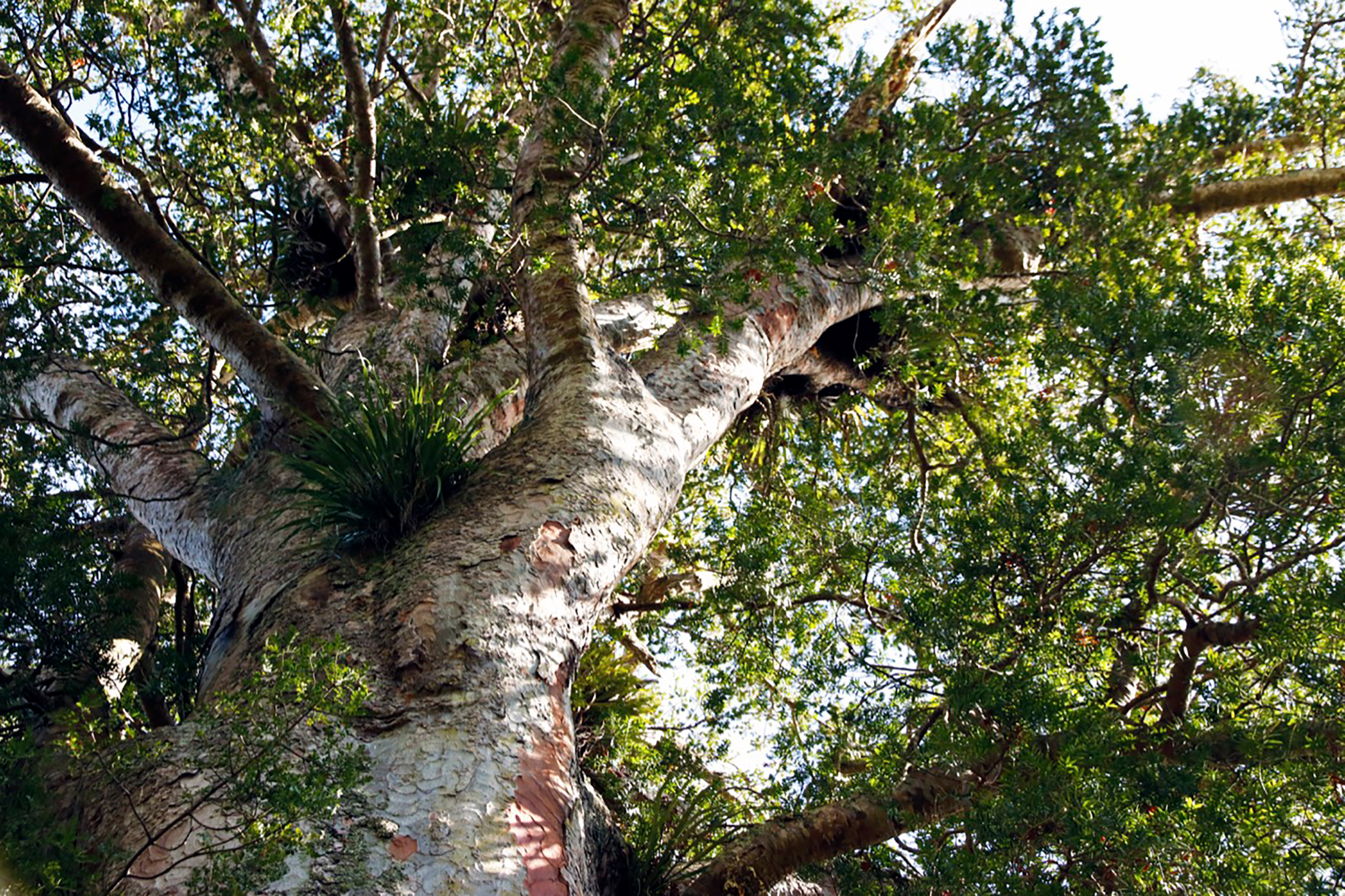 Living kauri giants still grow in New Zealand, but their numbers are dwindling, due to massive deforestation in the 19th and 20th Centuries, and a fungus-like pathogen that is causing adult trees to wither and die. Photograph by Kate Evans.