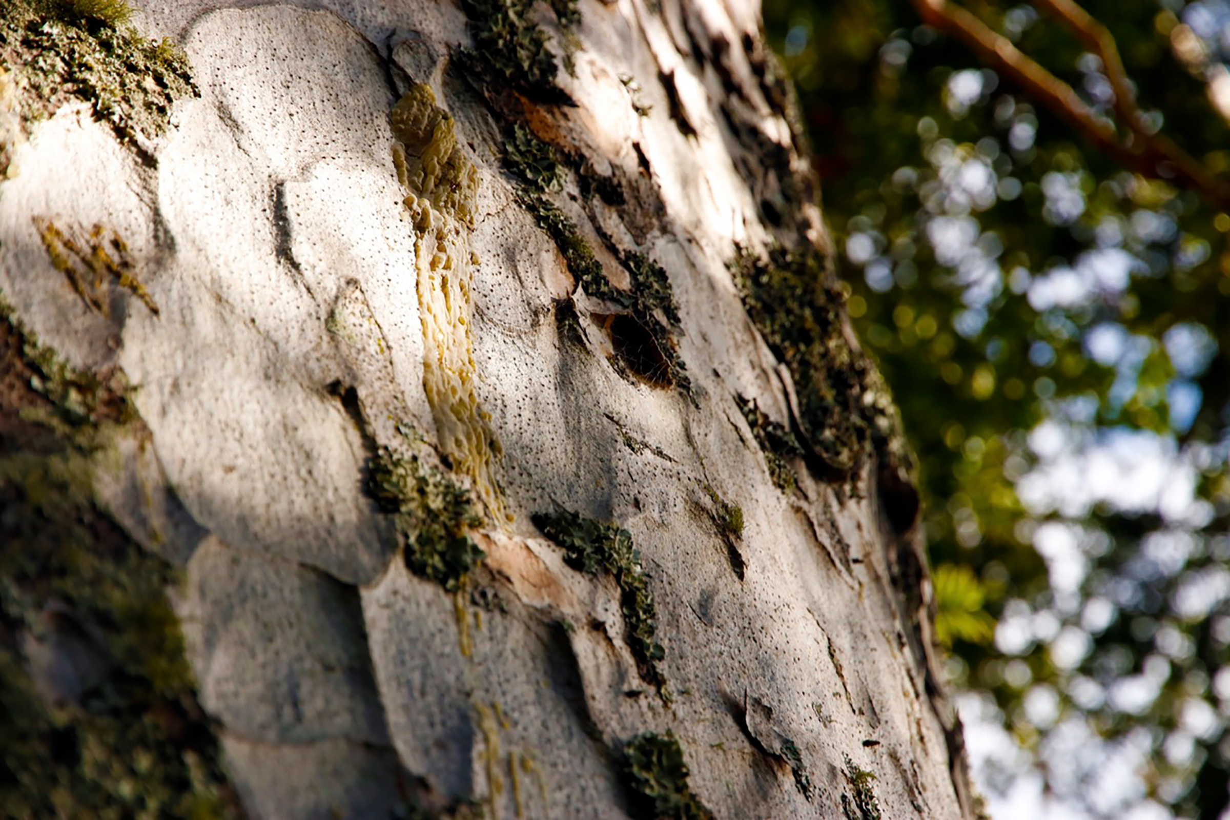 Some Indigenous Māori tribes believe there is a kinship between kauri and whales: in one story, the two giants swapped skins, which is why the kauri’s bark is “thin and full of resin.” Photograph by Kate Evans.