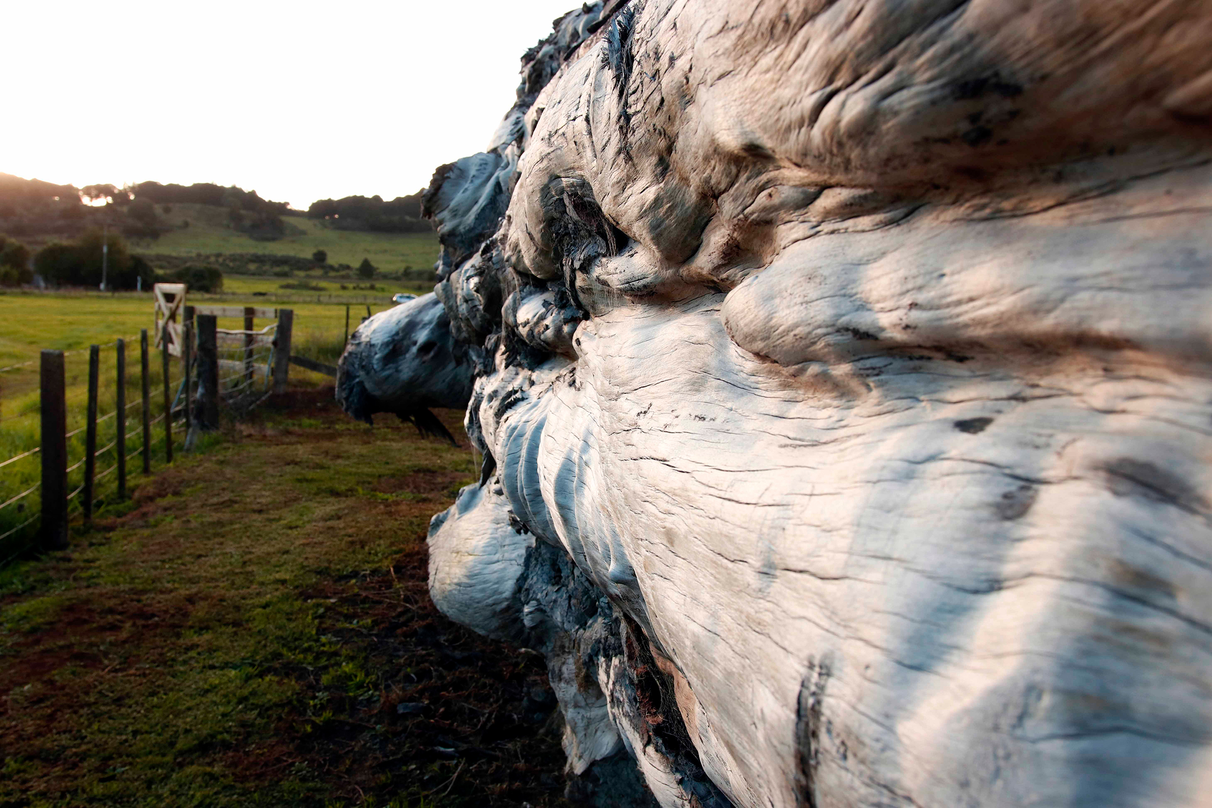 Radiocarbon dating and calibration revealed the Ngāwhā kauri lived between 42,715 and 41,115 years ago – meaning it lived right through the wild climate, geomagnetic and atmospheric changes of the Adams Event. Photograph by Kate Evans.