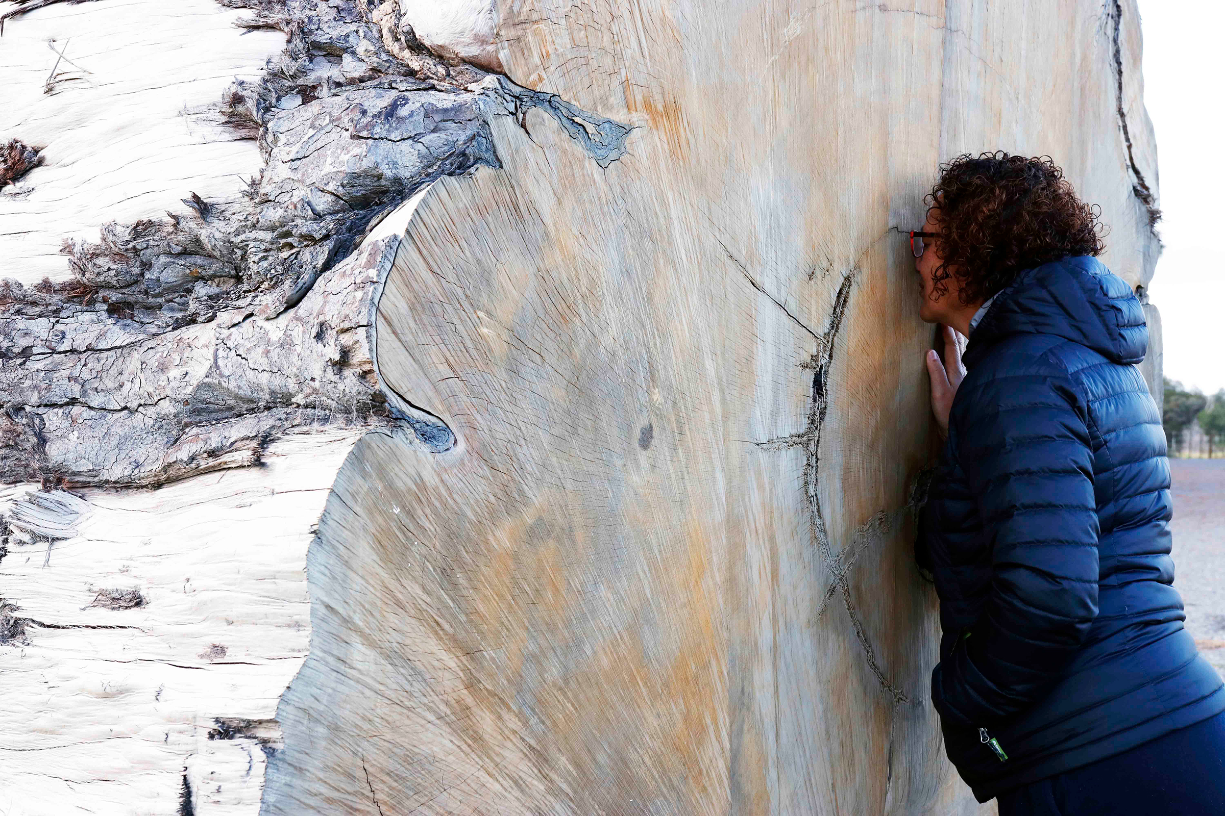 Donna Tukariri gives the Ngāwhā tree a hongi, a traditional Māori greeting, recognizing the mauri, or life force, that still exists within it. Photograph by Kate Evans.
