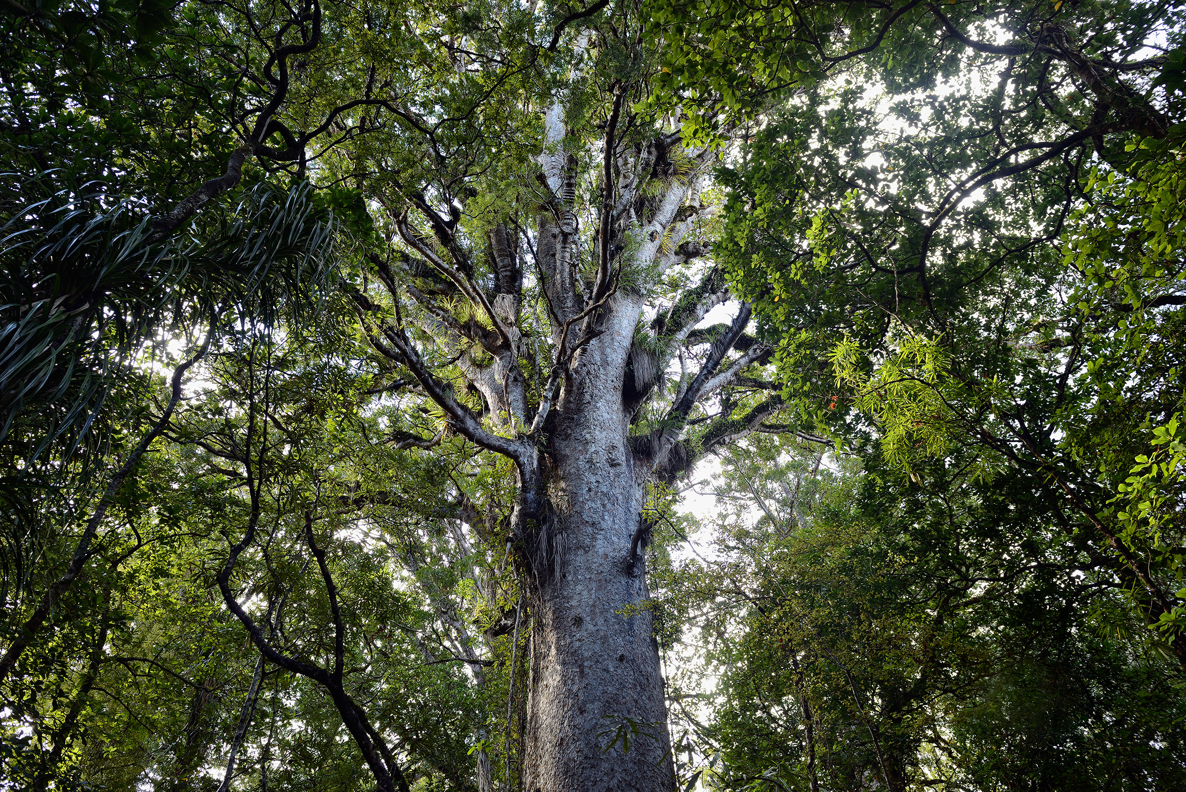 Large kauri tree framed by green foliage, Waipoua Forest, Northland. Photograph by Arno Gasteiger.