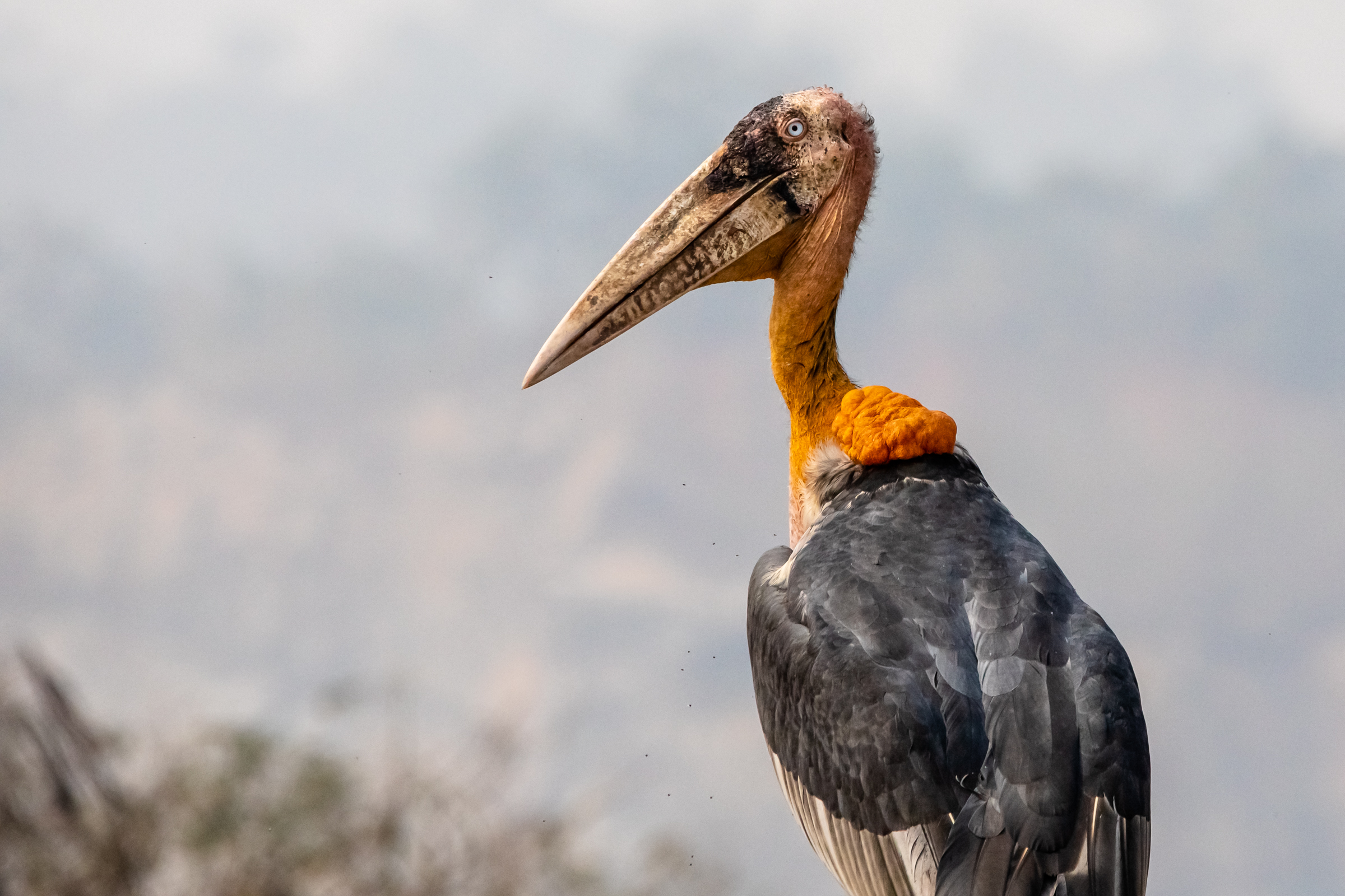 An endangered greater adjutant is pictured amongst the garbage in the Boragaon landfill located in Guwahati, Assam India. The landfill has the largest year-round concentration of the species in the world, and has become an important non-traditional habitat.