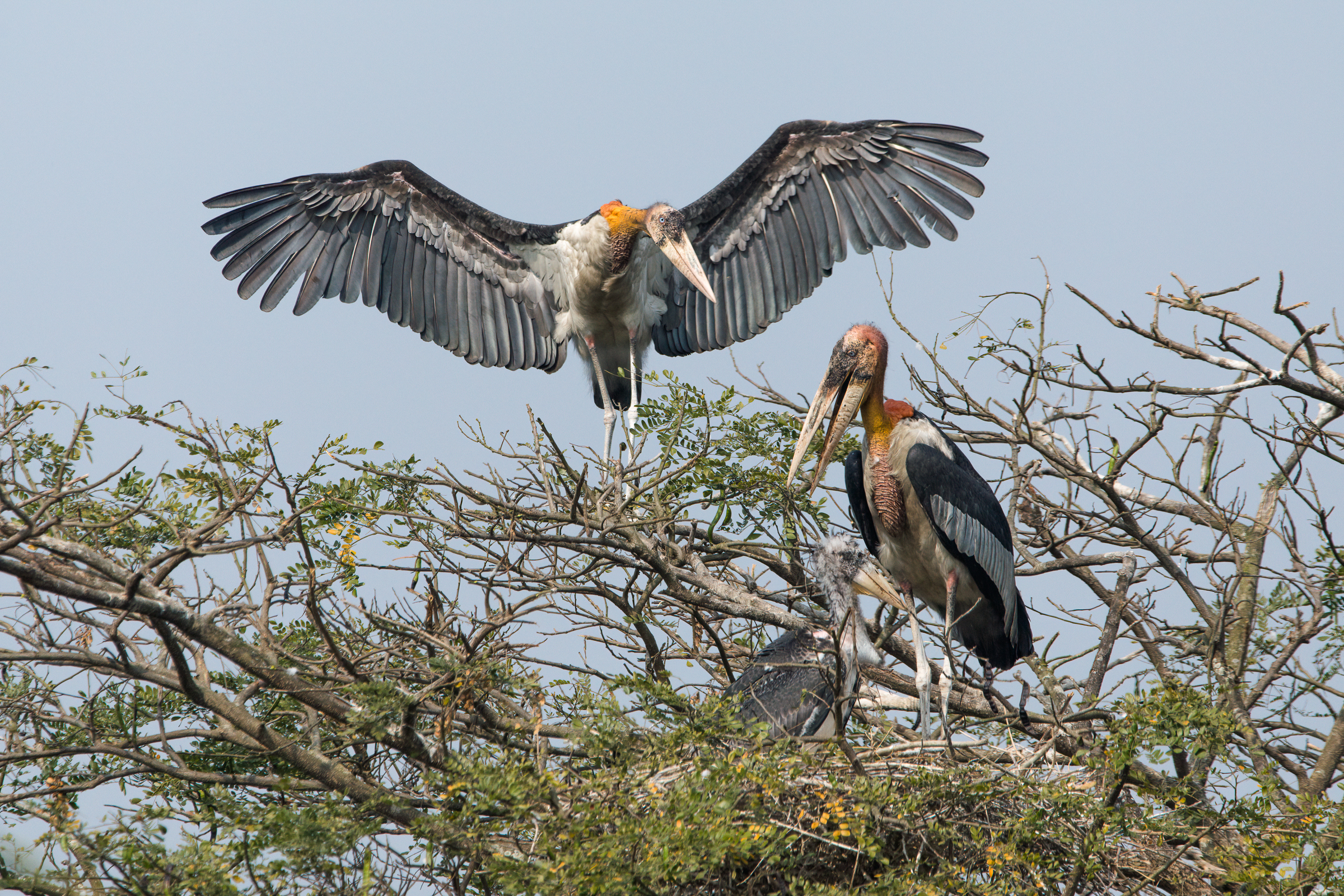 Adult greater adjutants perch next to their lone nestling. Villagers of the Kamrup District now protect the storks' nesting trees, which are often located in their backyards.