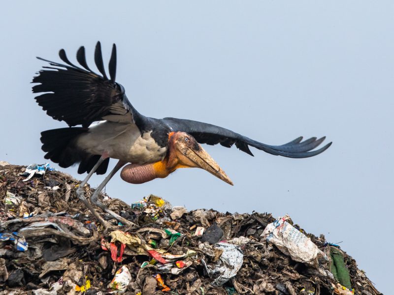 Of the world’s 19 species of storks, the greater adjutant is the most endangered in the world. In 2016, the International Union for Conservation of Nature estimated the global population at just 800-1200 individuals.