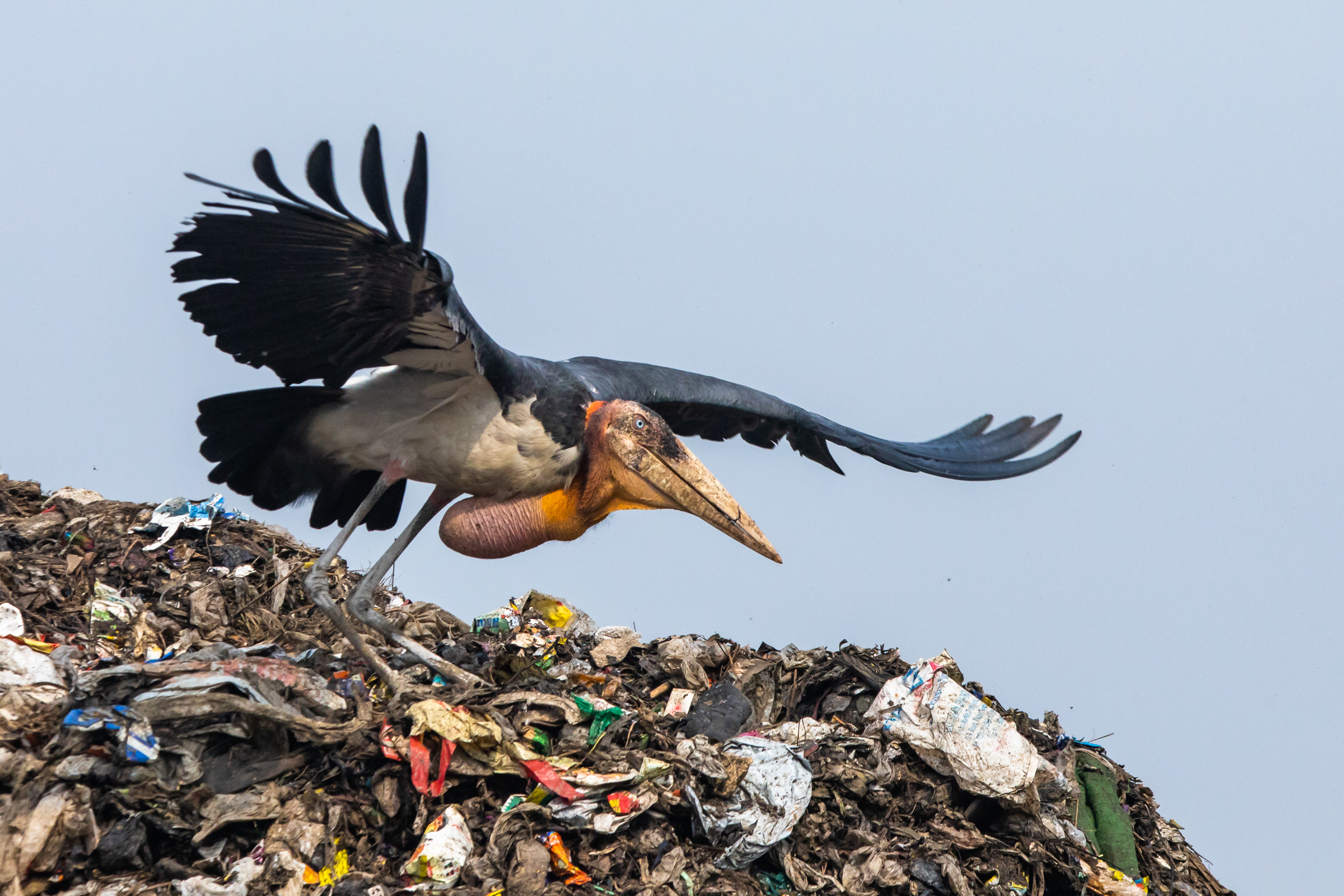 Of the world’s 19 species of storks, the greater adjutant is the most endangered in the world. In 2016, the International Union for Conservation of Nature estimated the global population at just 800-1200 individuals.