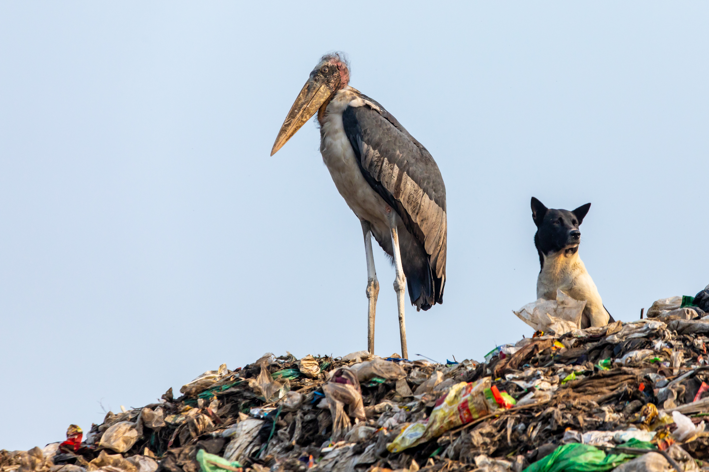 An endangered greater adjutant is seen here next t0 a stray dog in the Boragaon landfill located in Guwahati, Assam India.