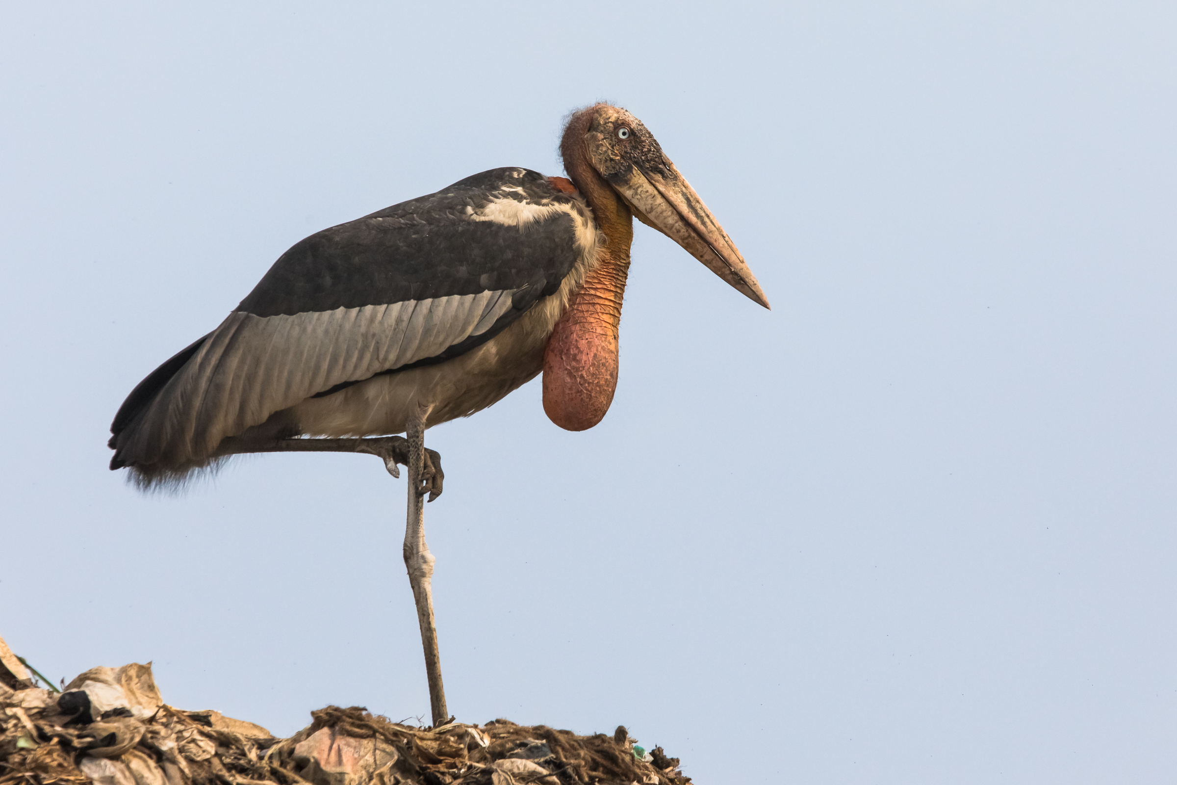 An endangered greater adjutant stands on garbage in the Boragaon landfill.